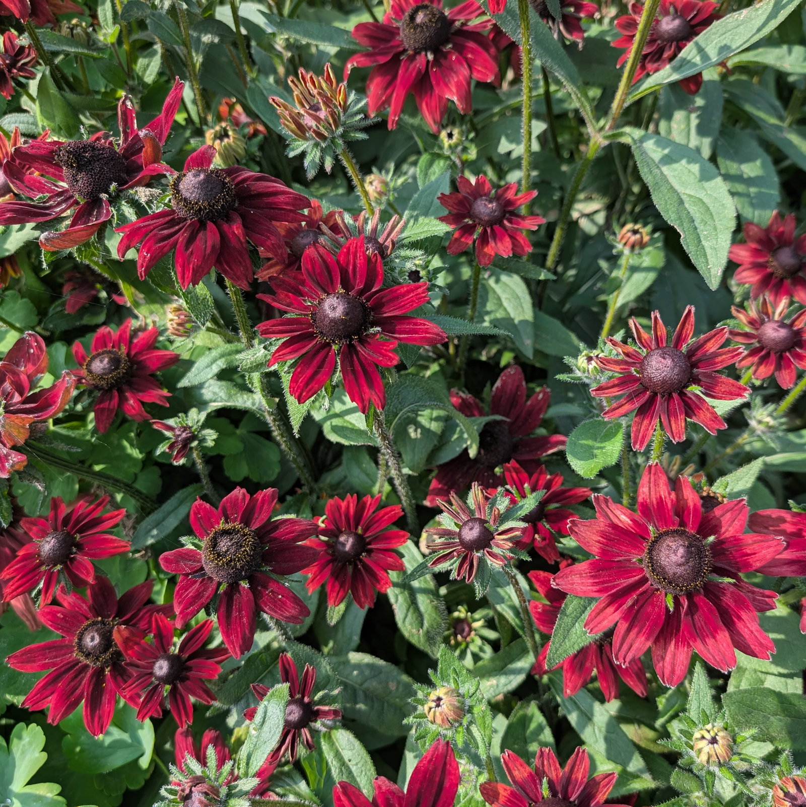 Rudbeckia Hirta 'Cherry Brandy'