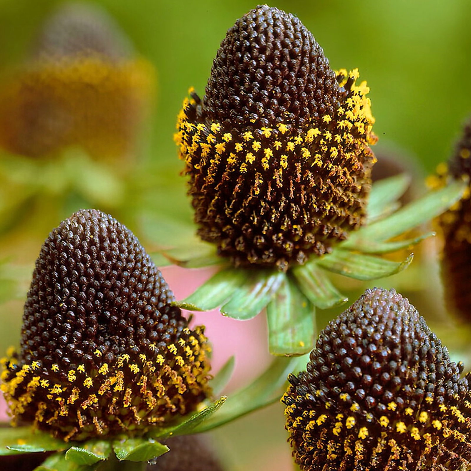 Rudbeckia Occidentalis 'Black Beauty'