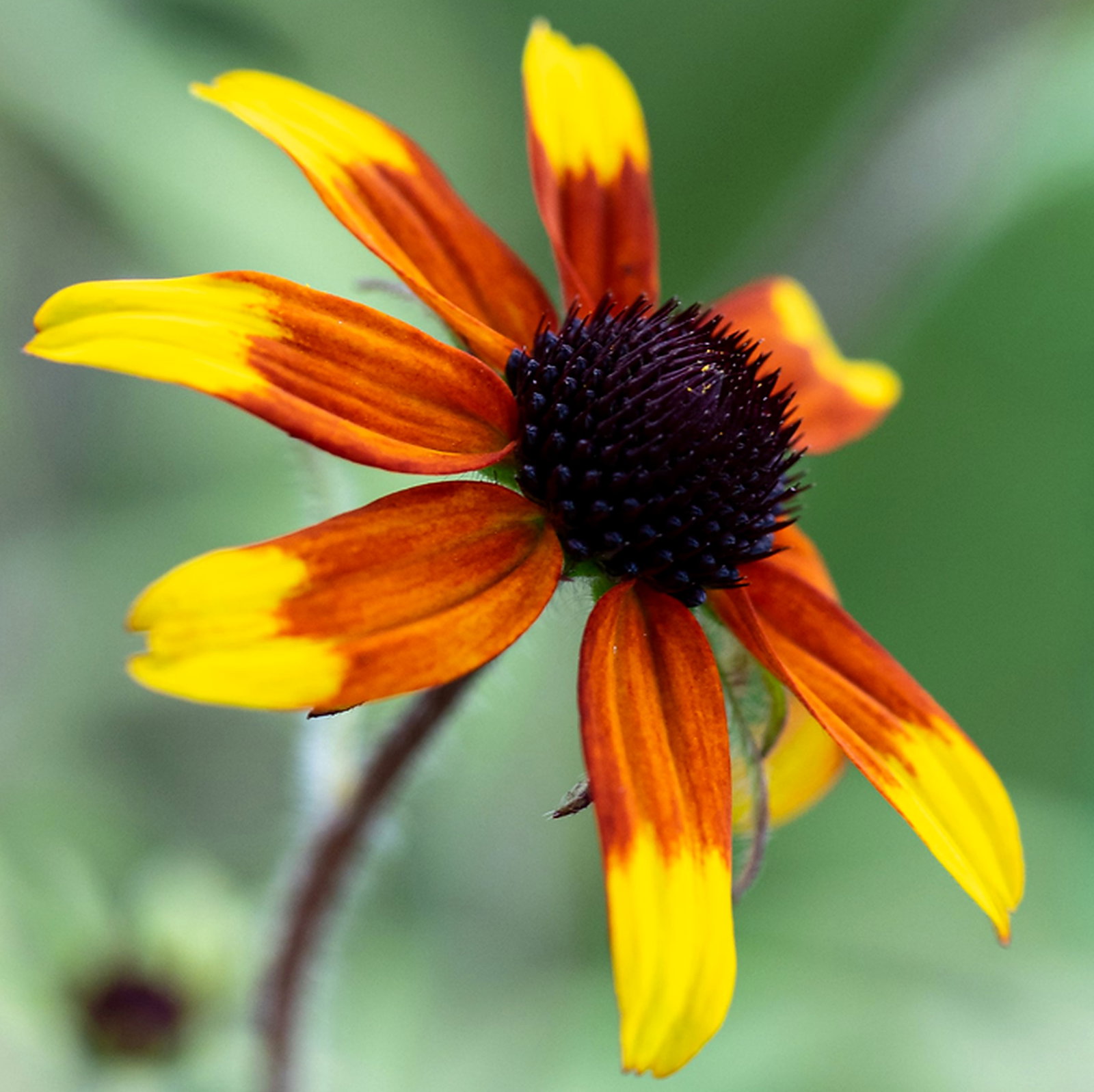 Rudbeckia Triloba