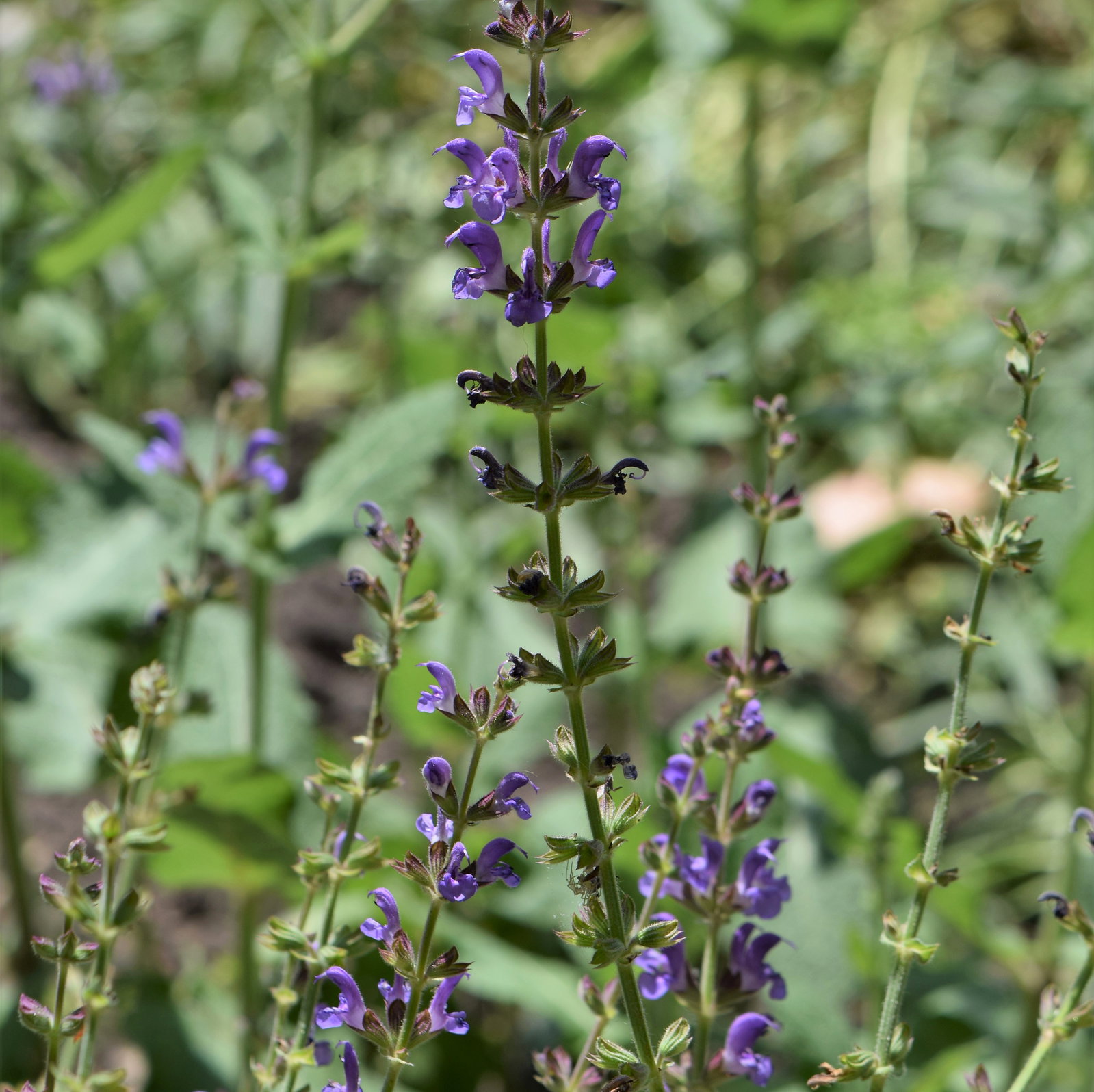 Salvia Atropatana