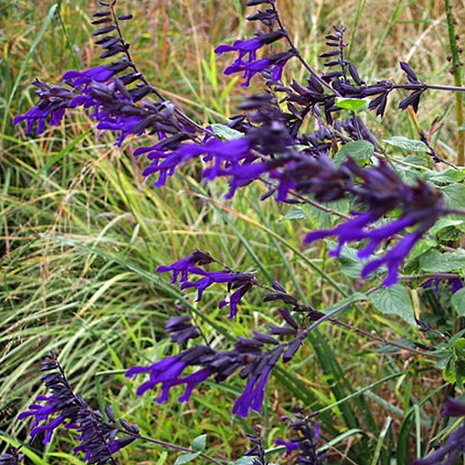 Salvia Digitalioides
