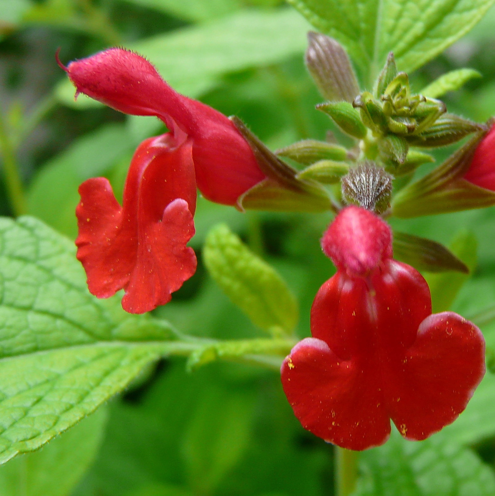 Salvia Microphylla