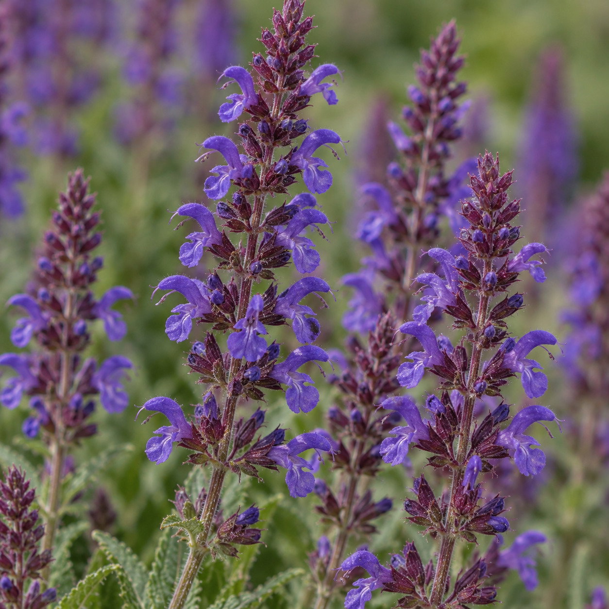 Salvia Nemerosa Subsp. Pseudosylvestris