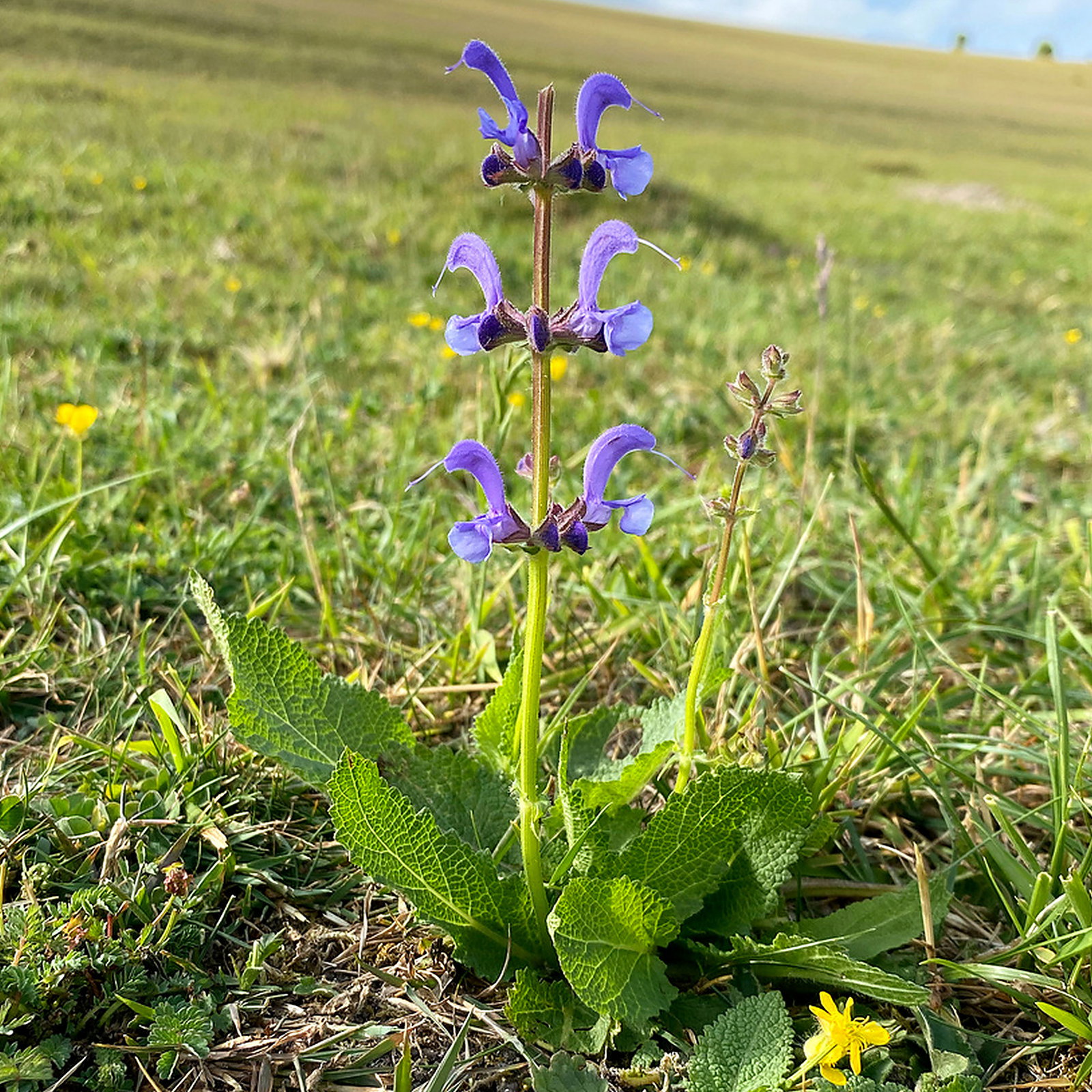 Salvia Pratensis