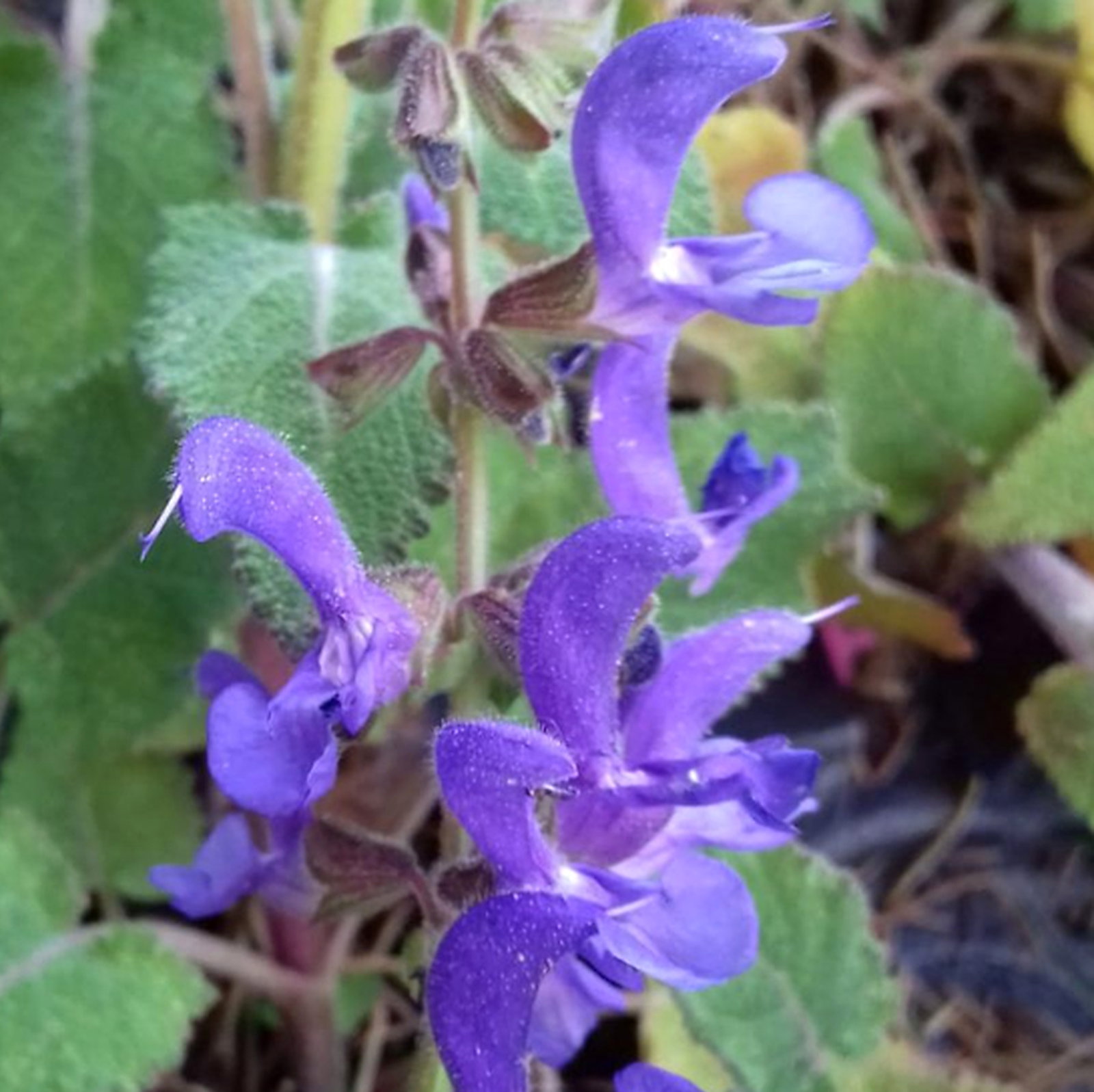 Salvia Regeliana