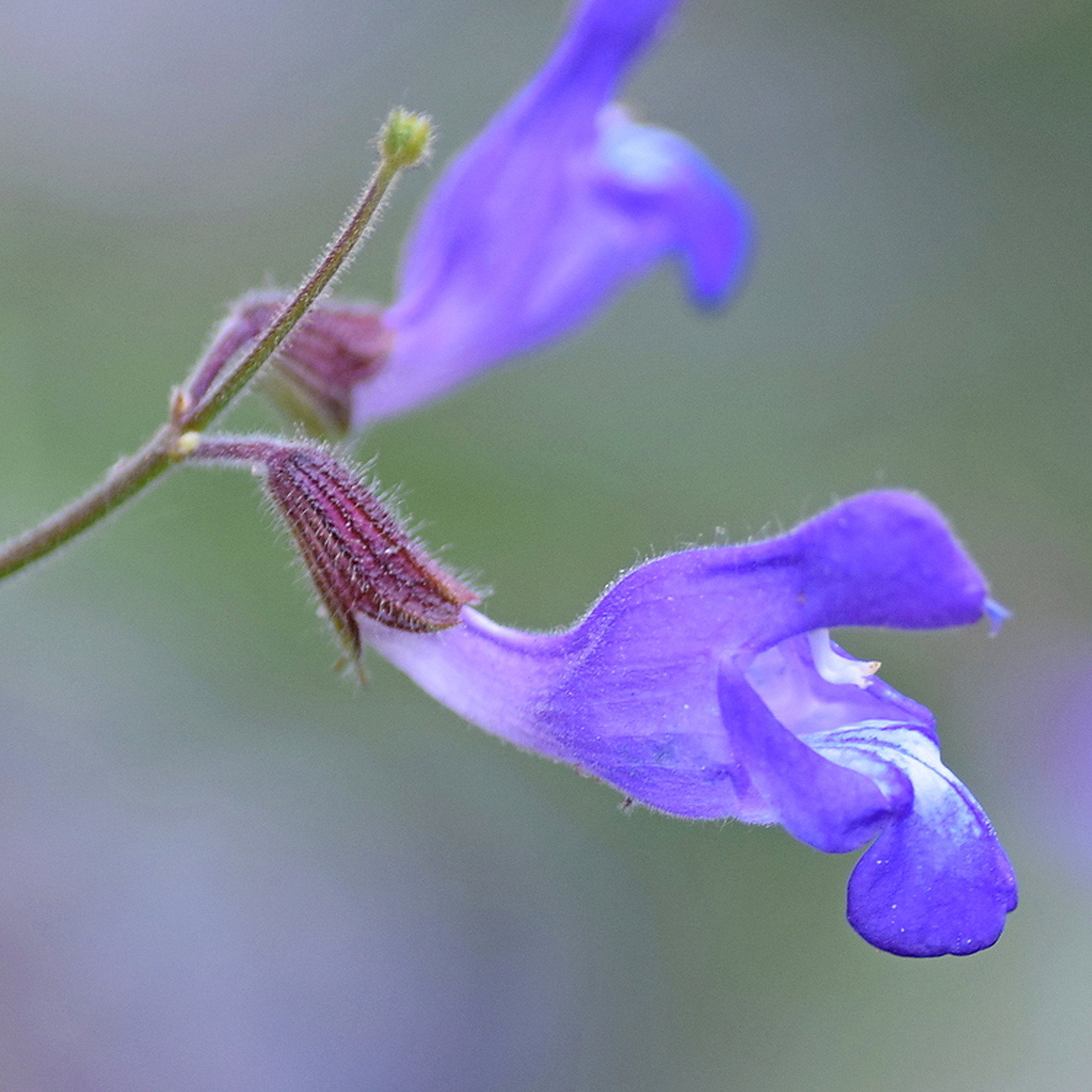 Salvia Ringens