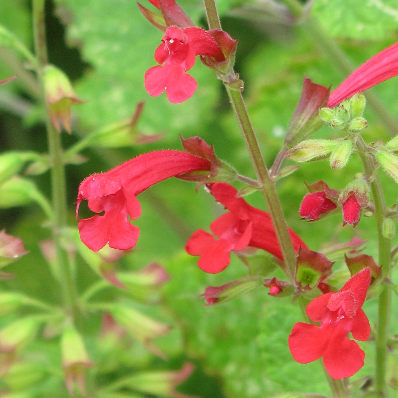 Salvia Roemeriana