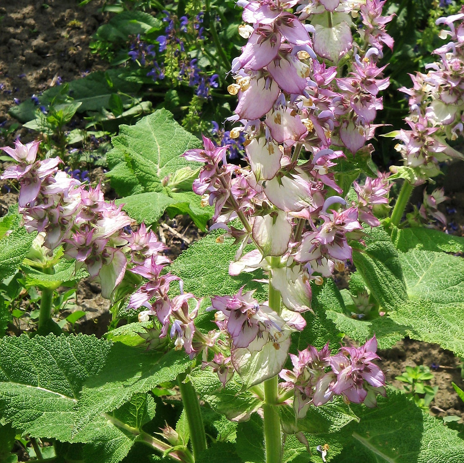 Salvia Sclarea Vatican Pink