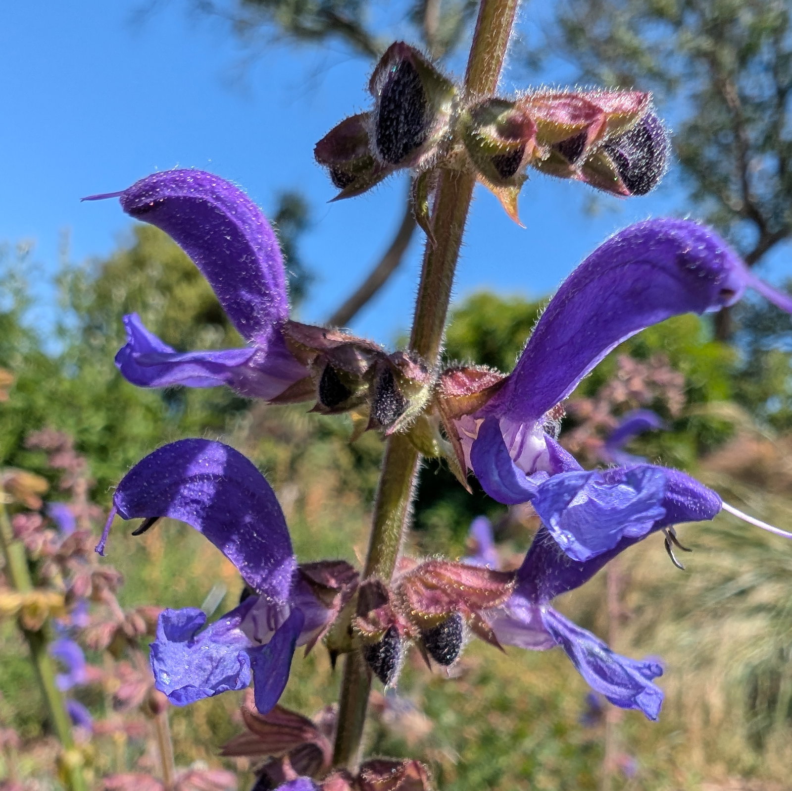 Salvia Transylvanica