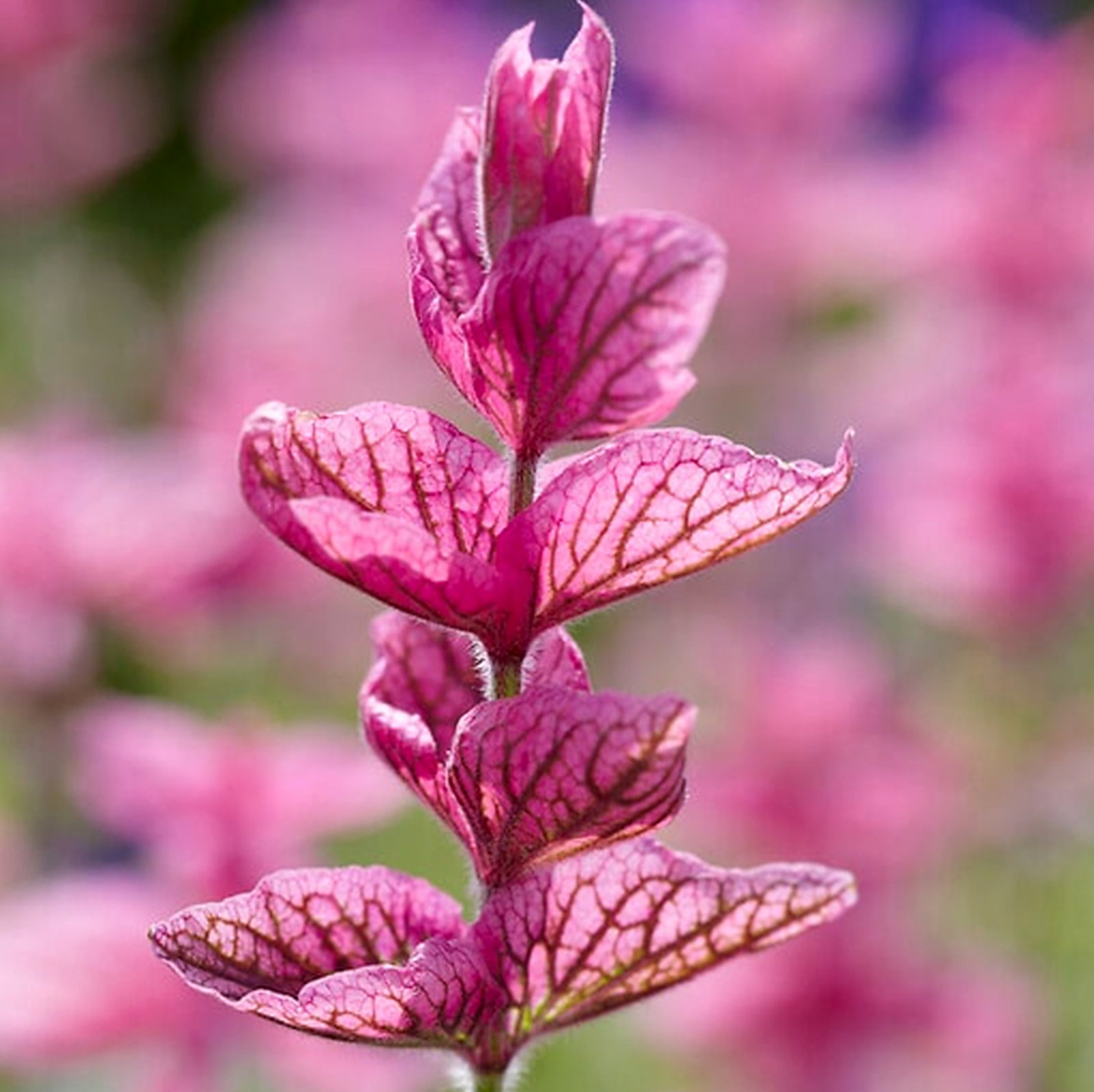 Salvia Viridis Marble Arch Rose