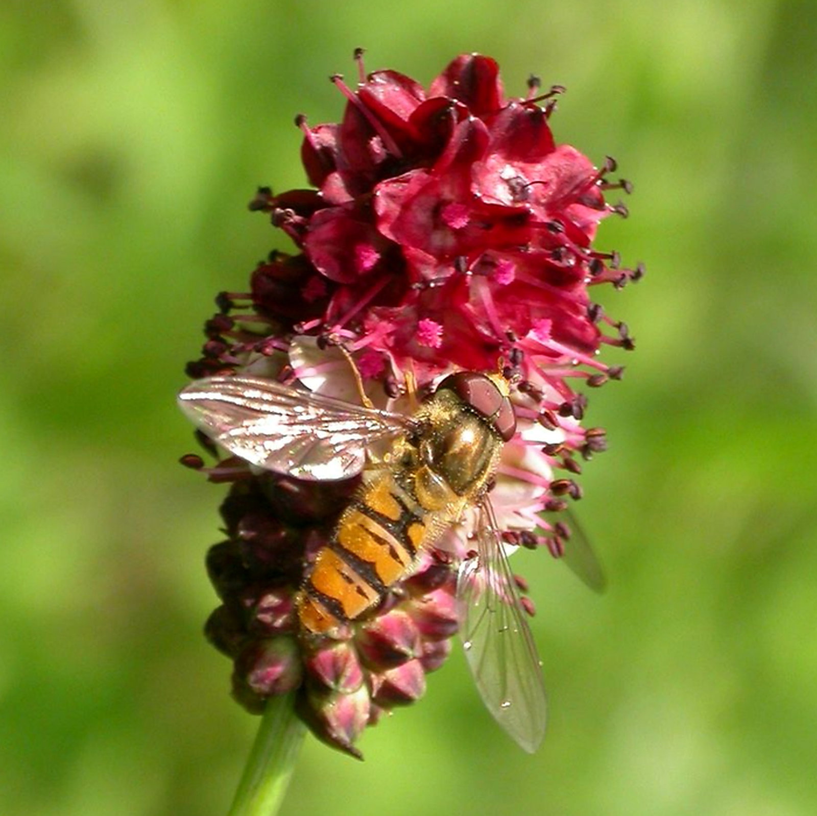 Sanguisorba Officinalis