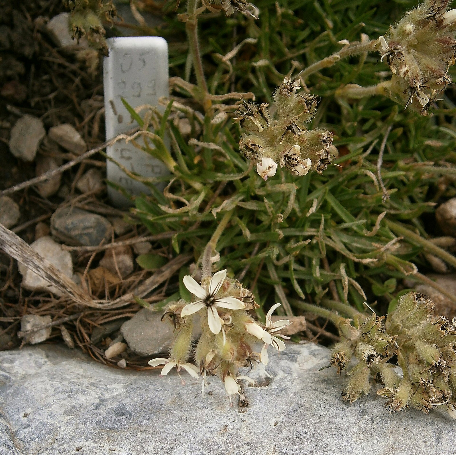 Saponaria Lutea