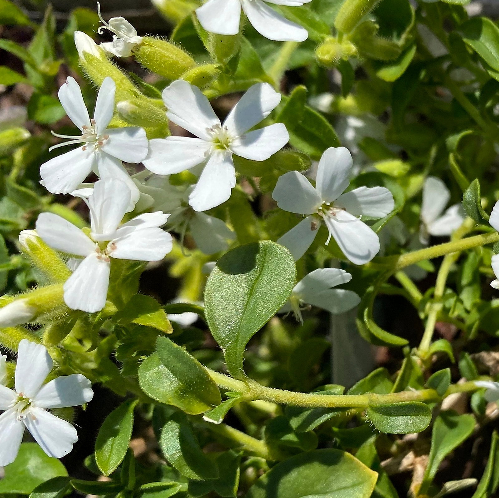Saponaria Ocymoides Alba