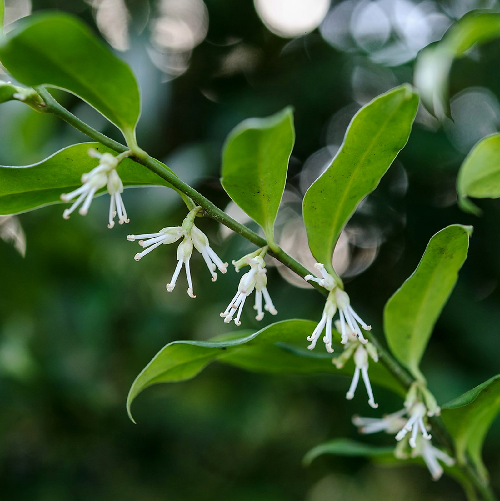Sarcococca Confusa