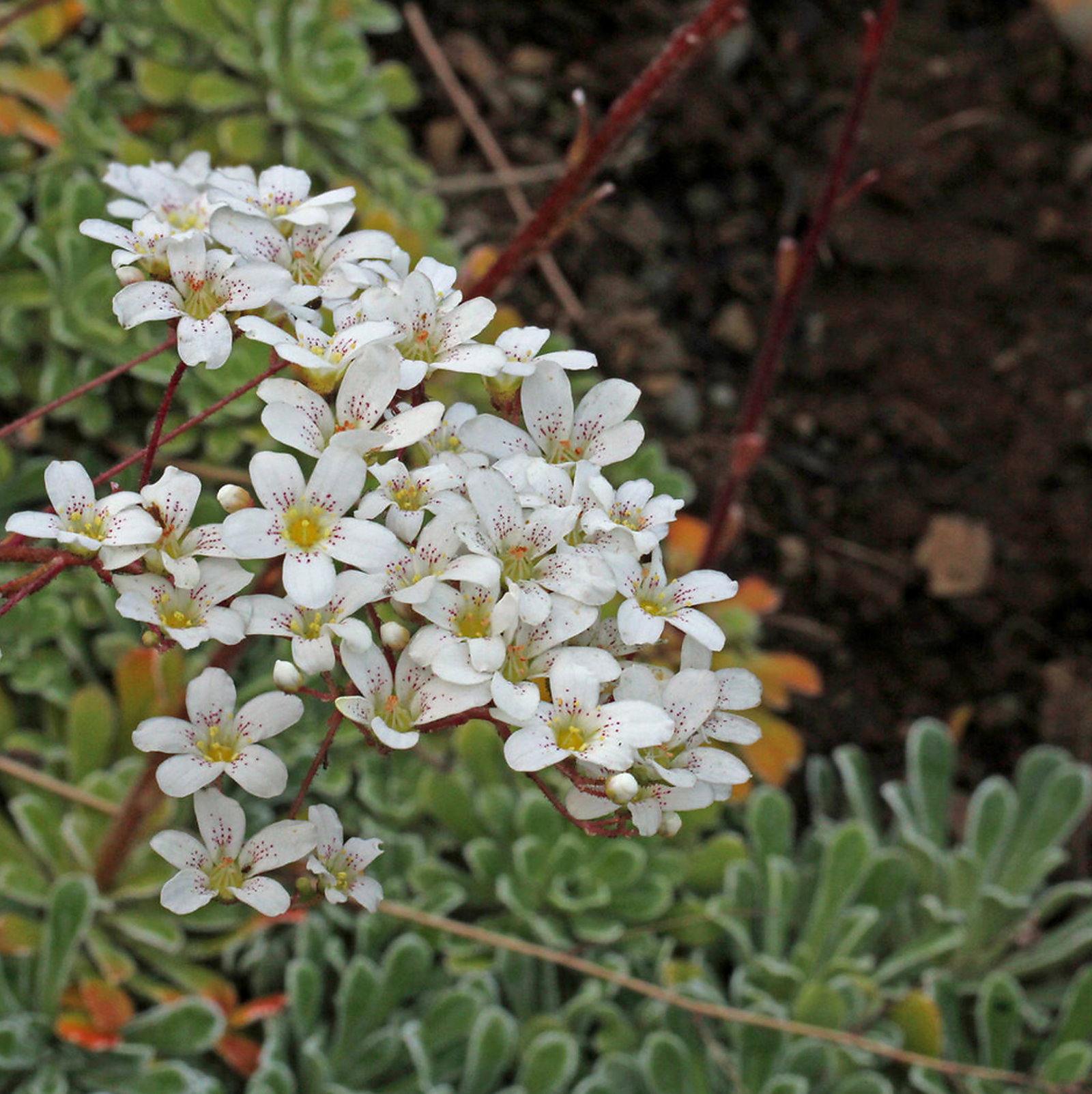 Saxifraga Hostii Subsp. Hostii