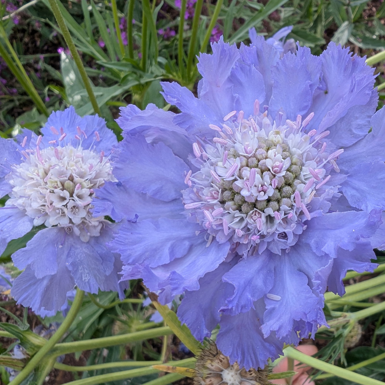 Scabiosa Caucasica Perfection
