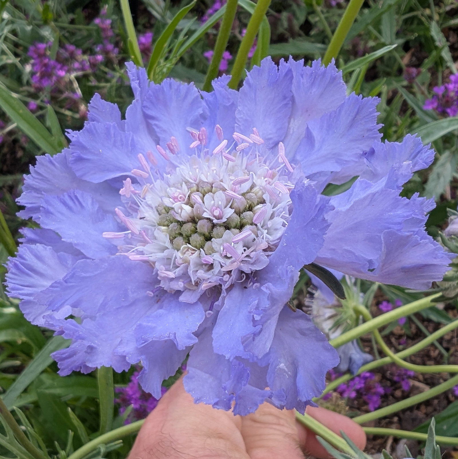 Scabiosa Caucasica Perfection