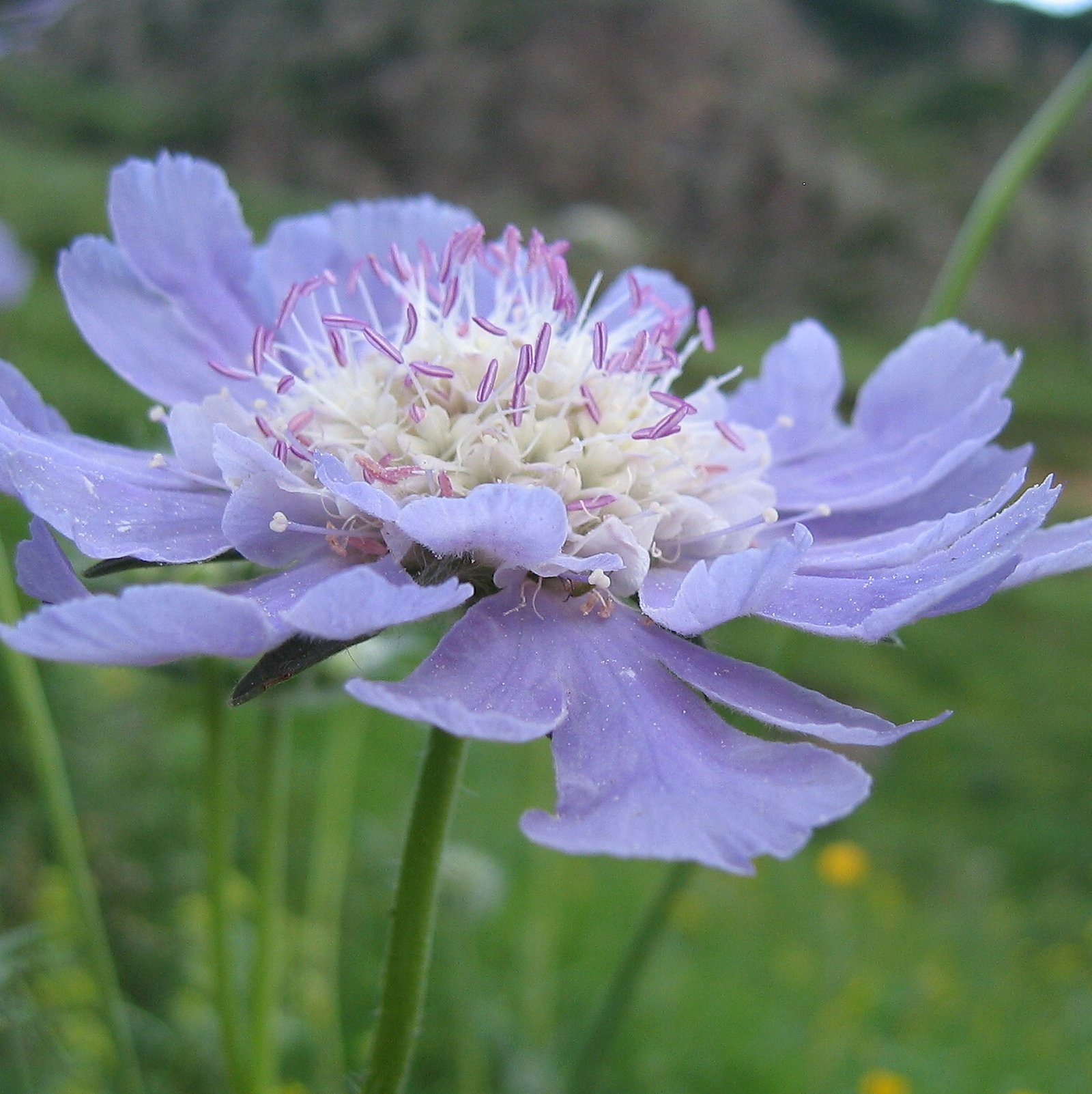 Scabiosa Caucasica