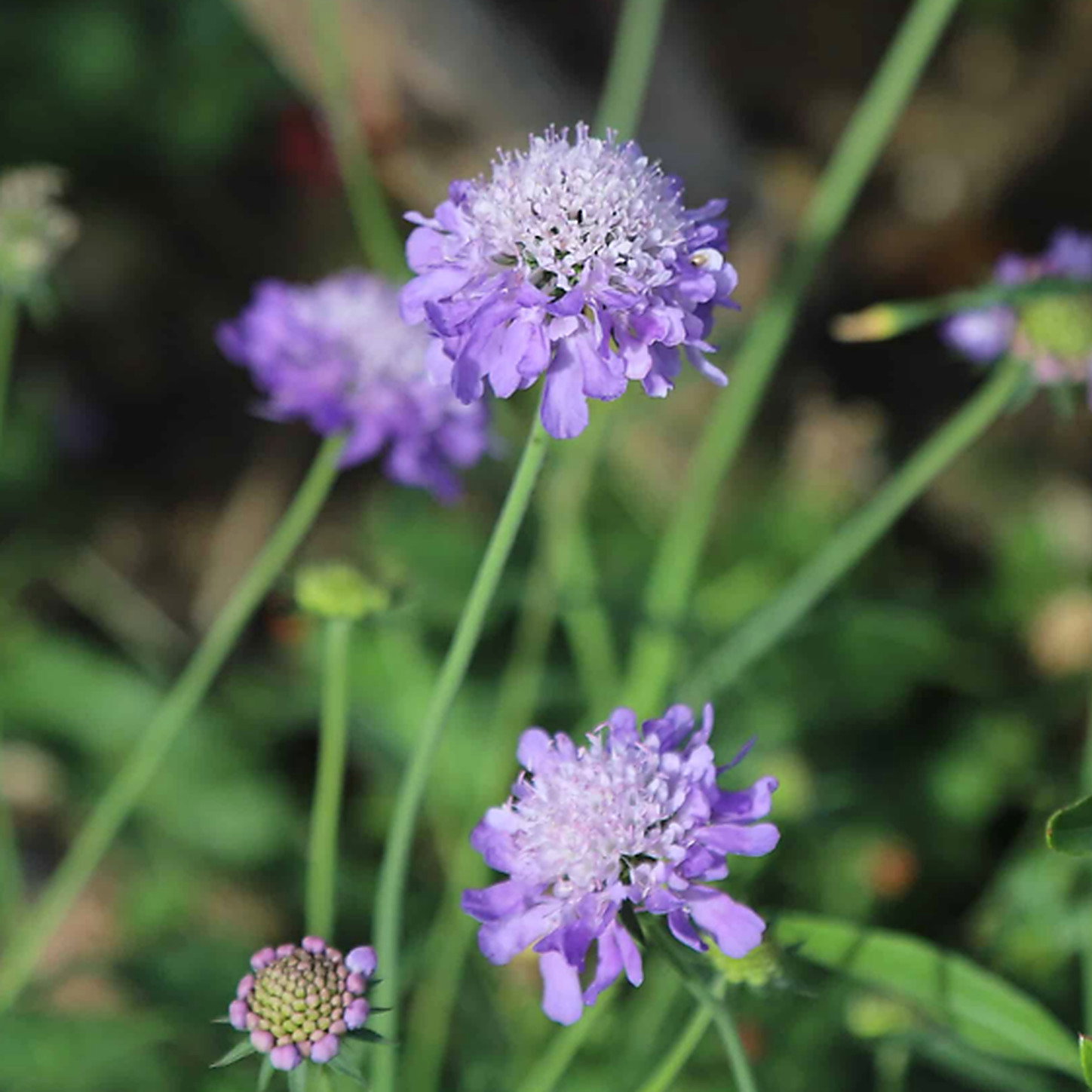 Scabiosa Columbaria Nana