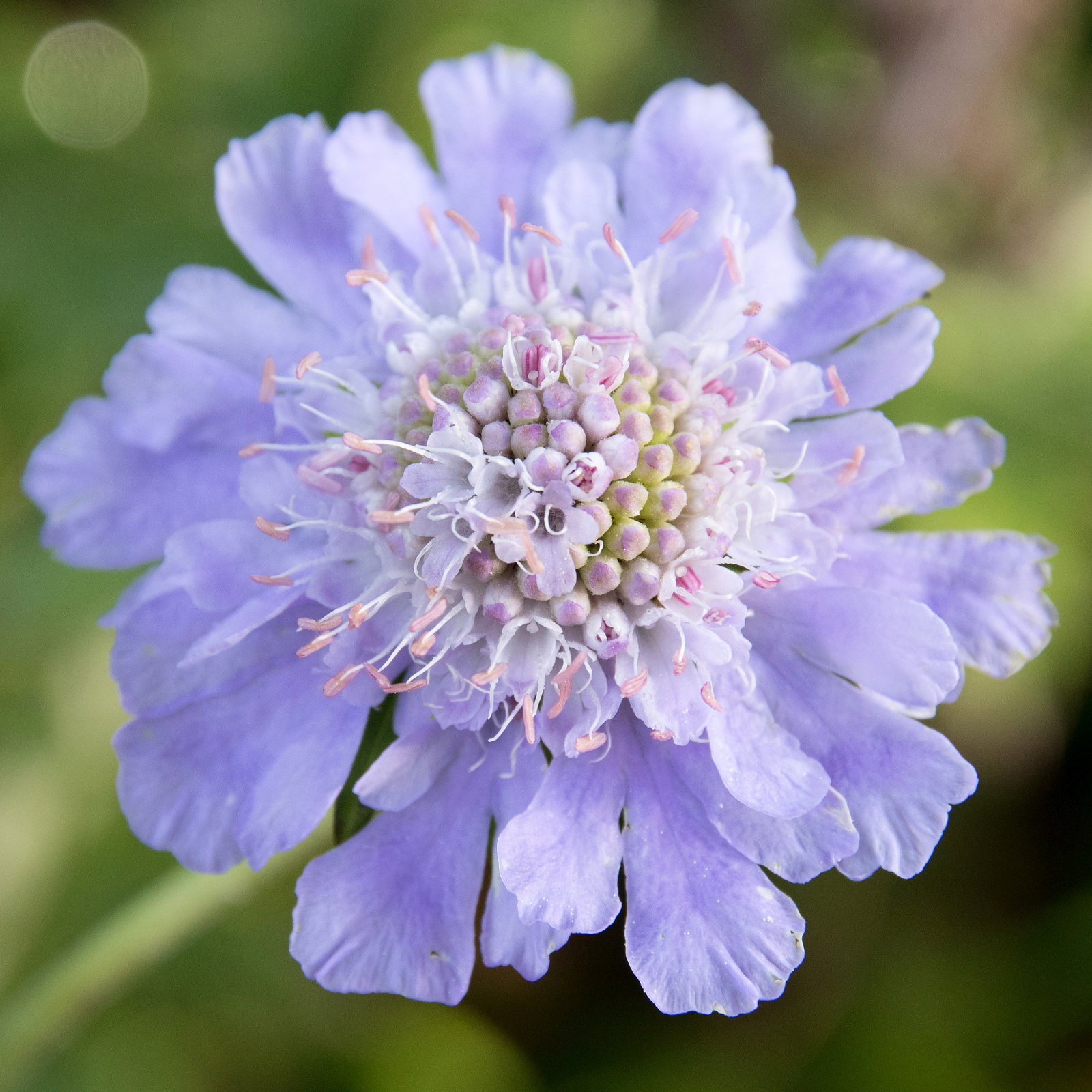 Scabiosa Japonica