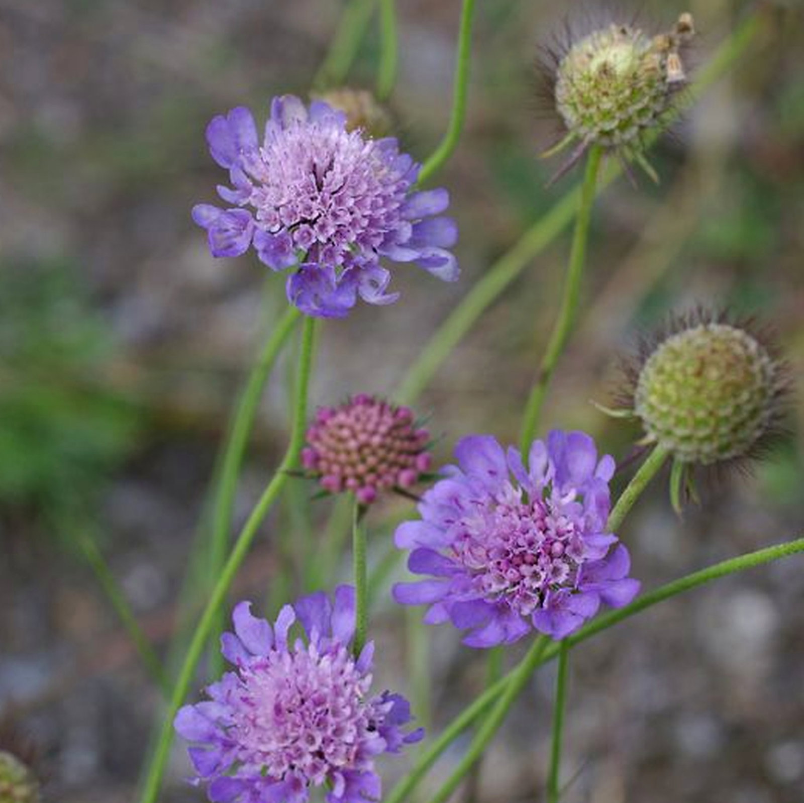 Scabiosa Triandra
