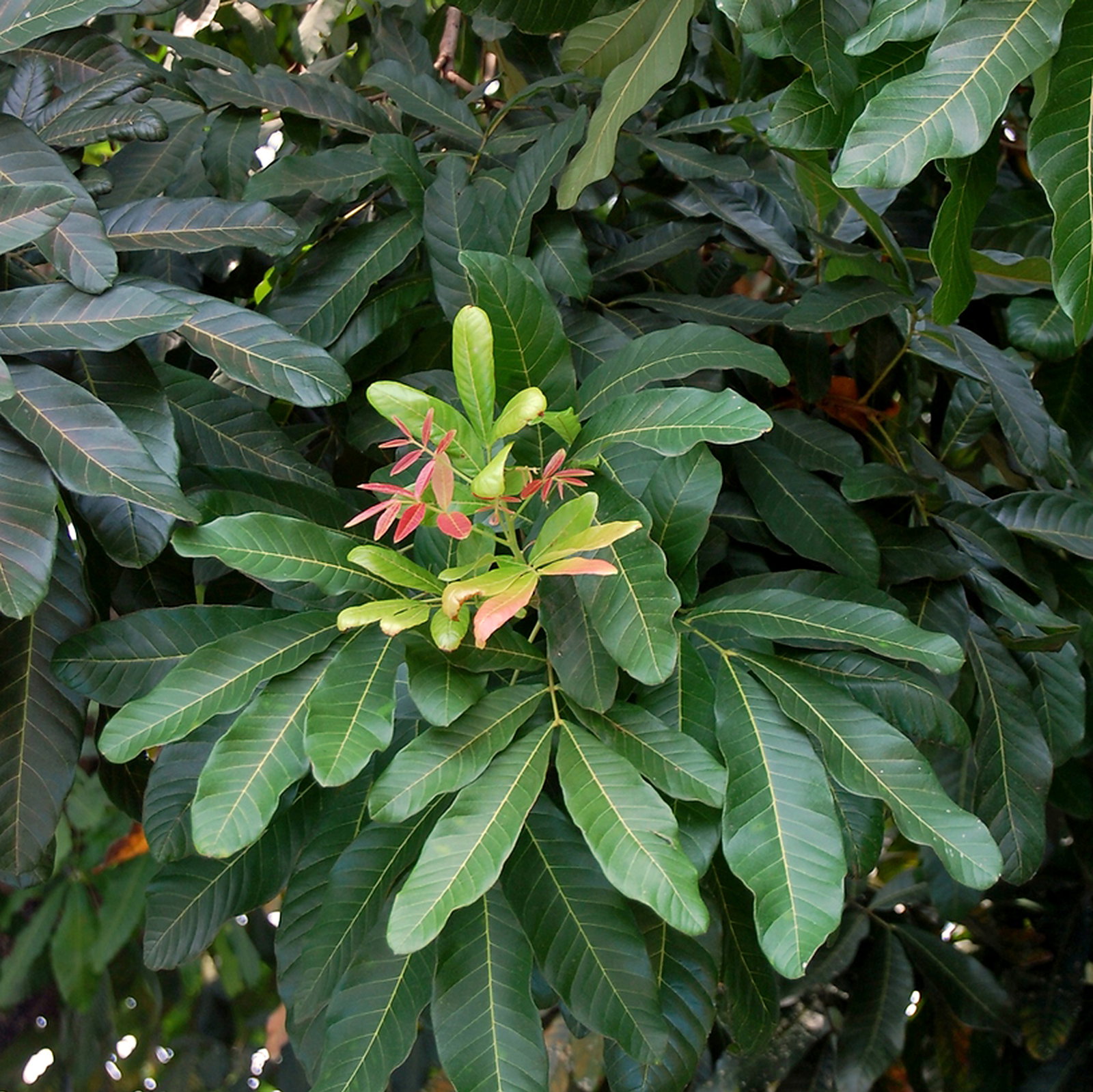 Schleichera Oleosa
