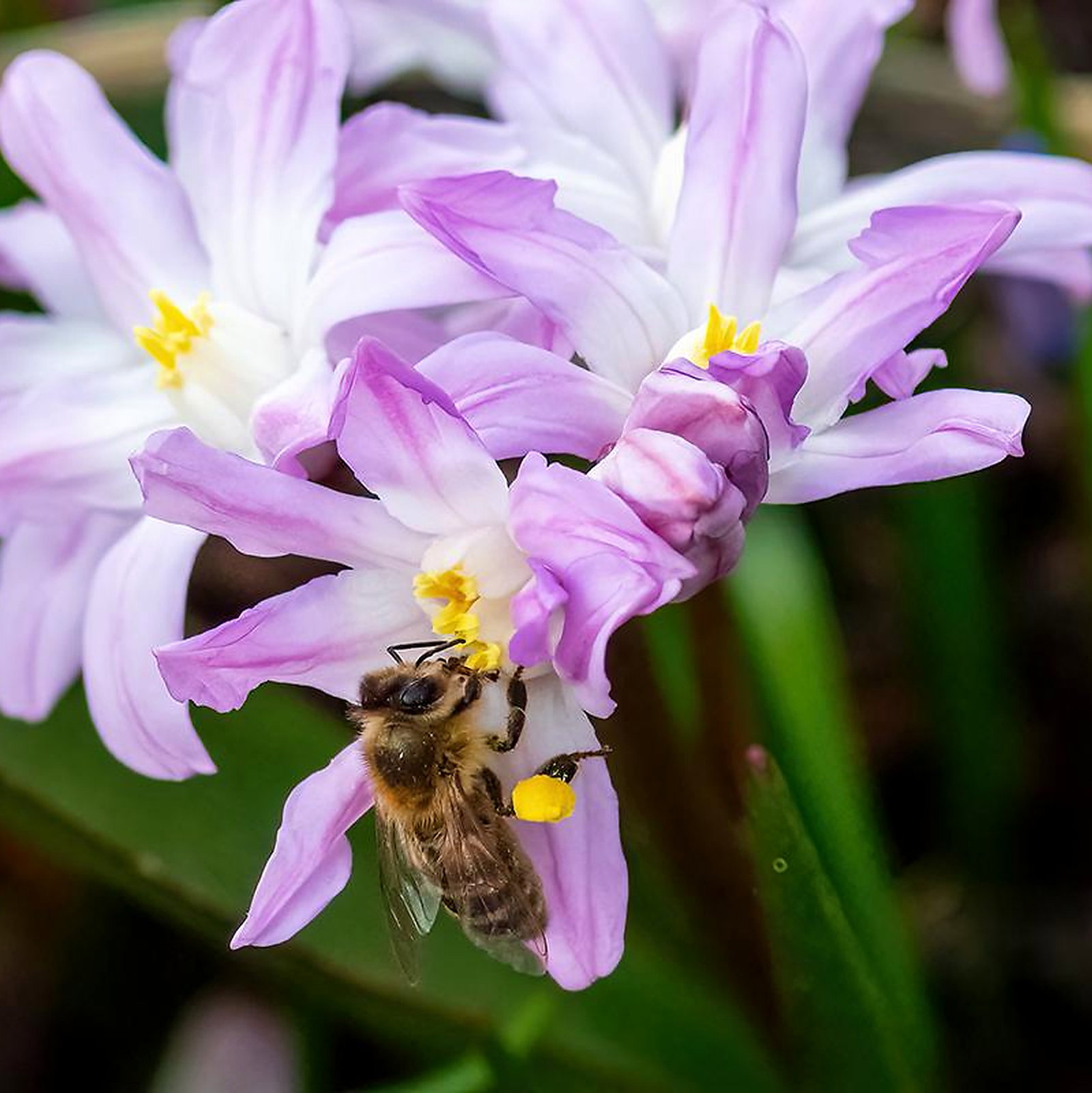 Scilla Forbesii Pink Giant