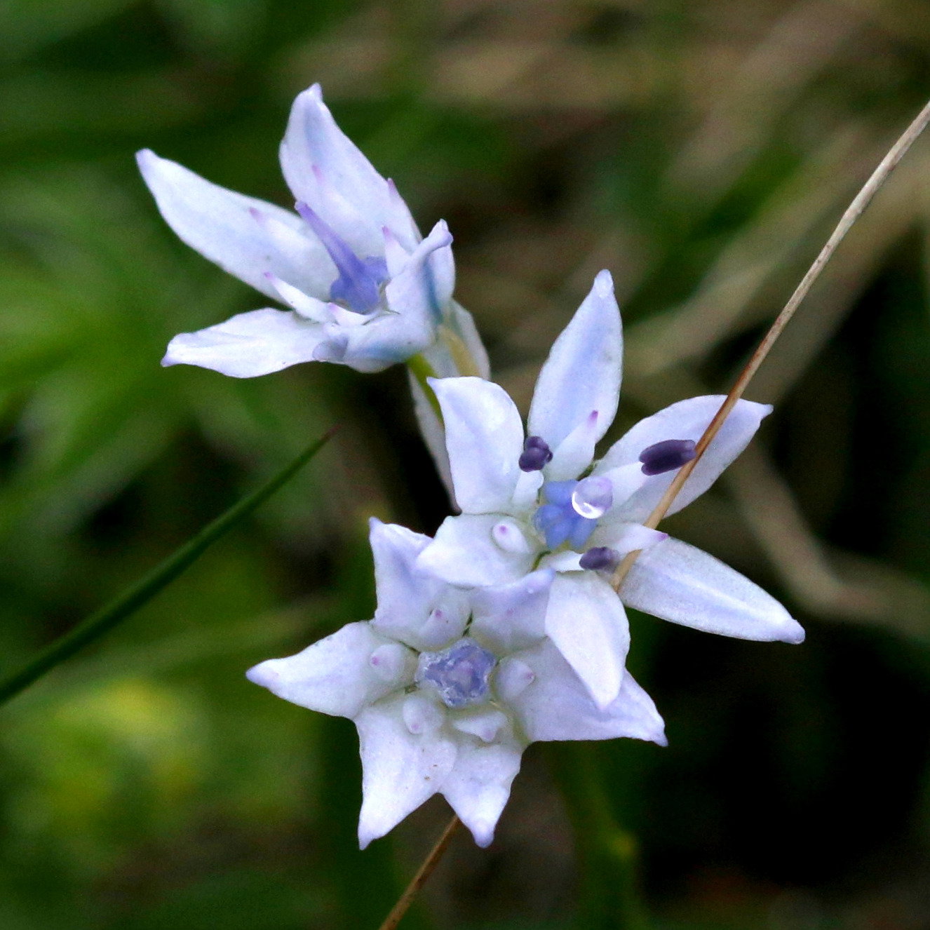 Scilla Liliohyacinthus