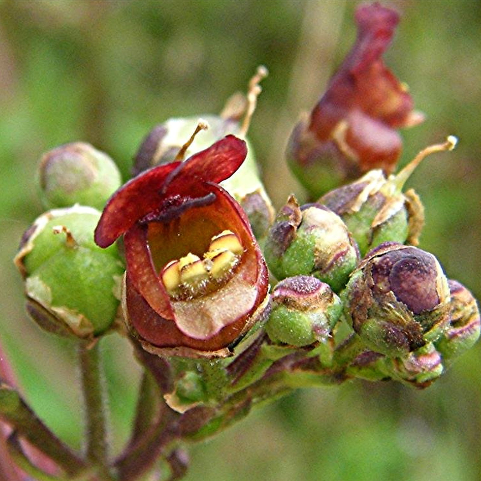 Scrophularia Nodosa