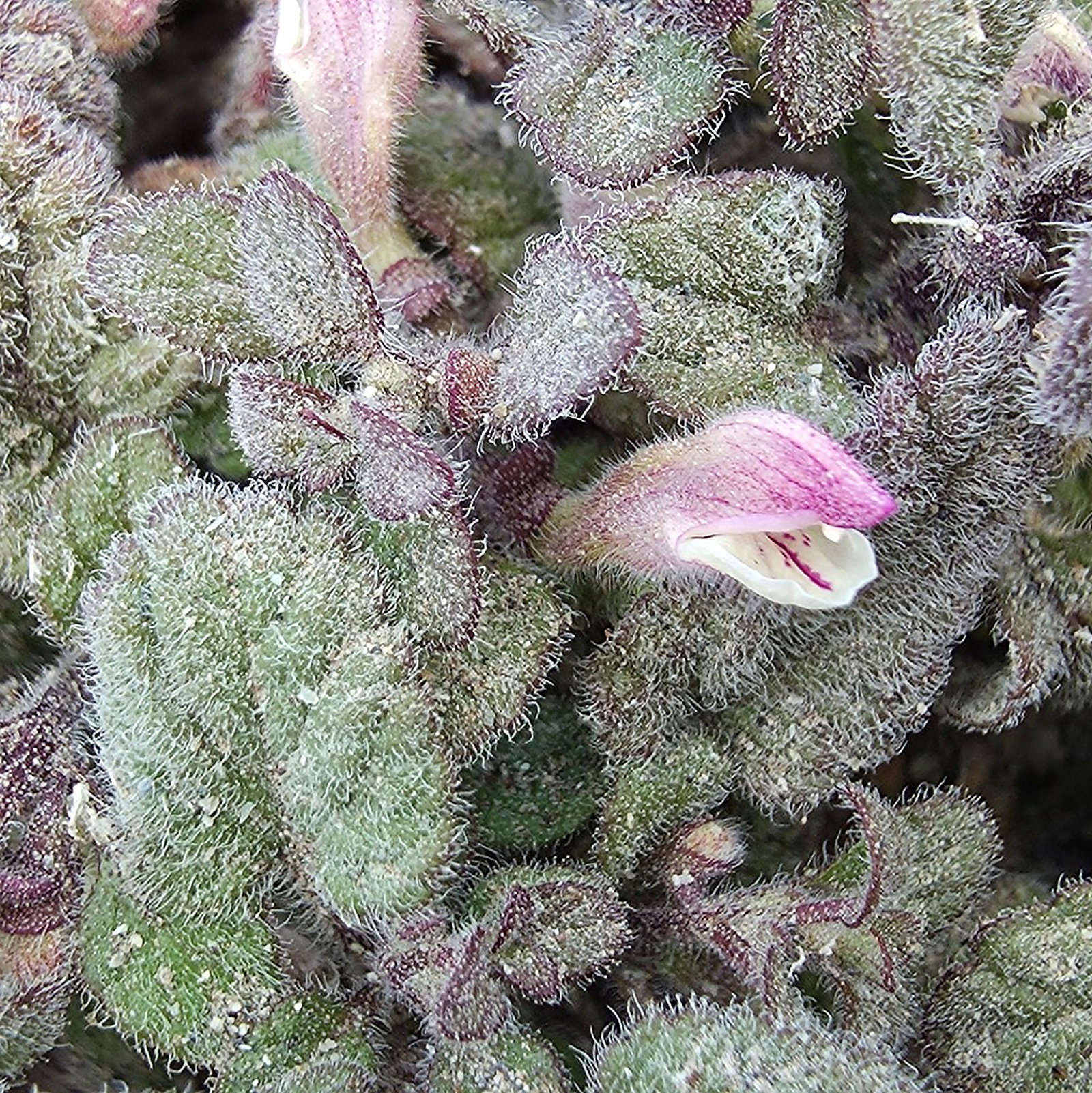Scutellaria Diffusa