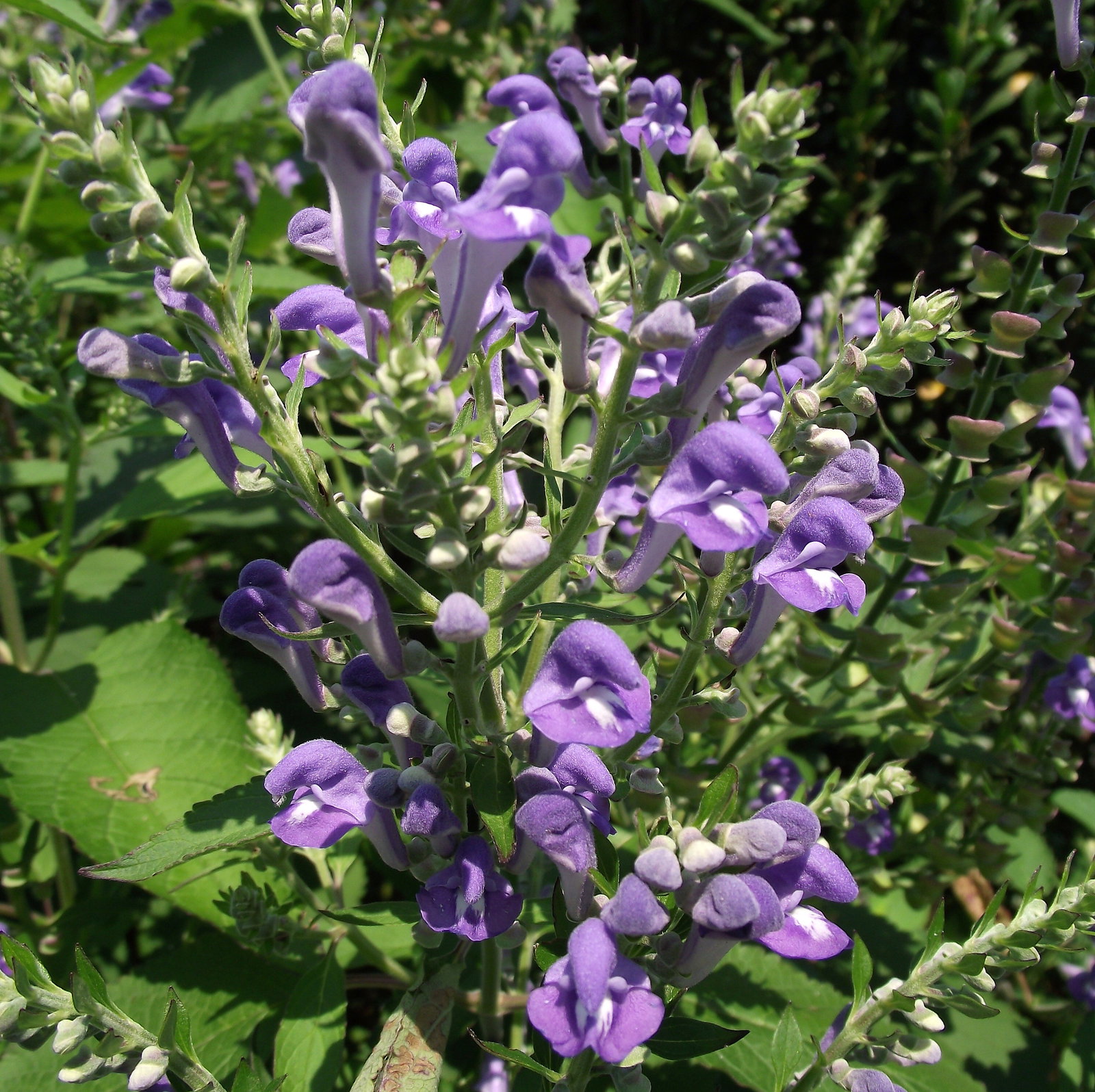 Scutellaria Incana