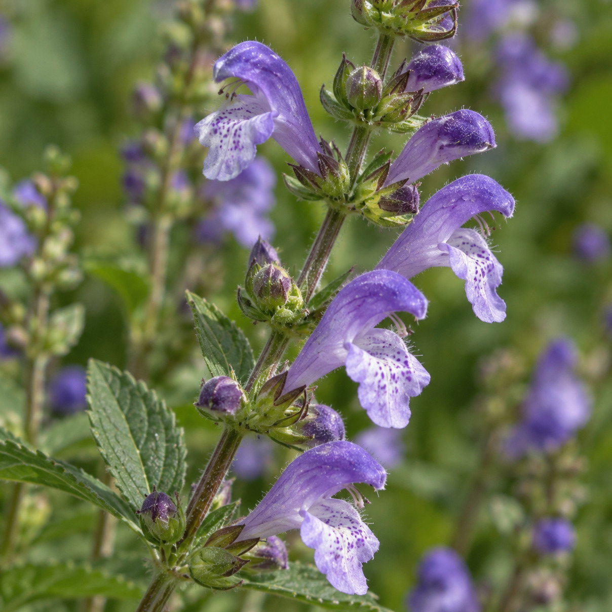Scutellaria Lateriflora