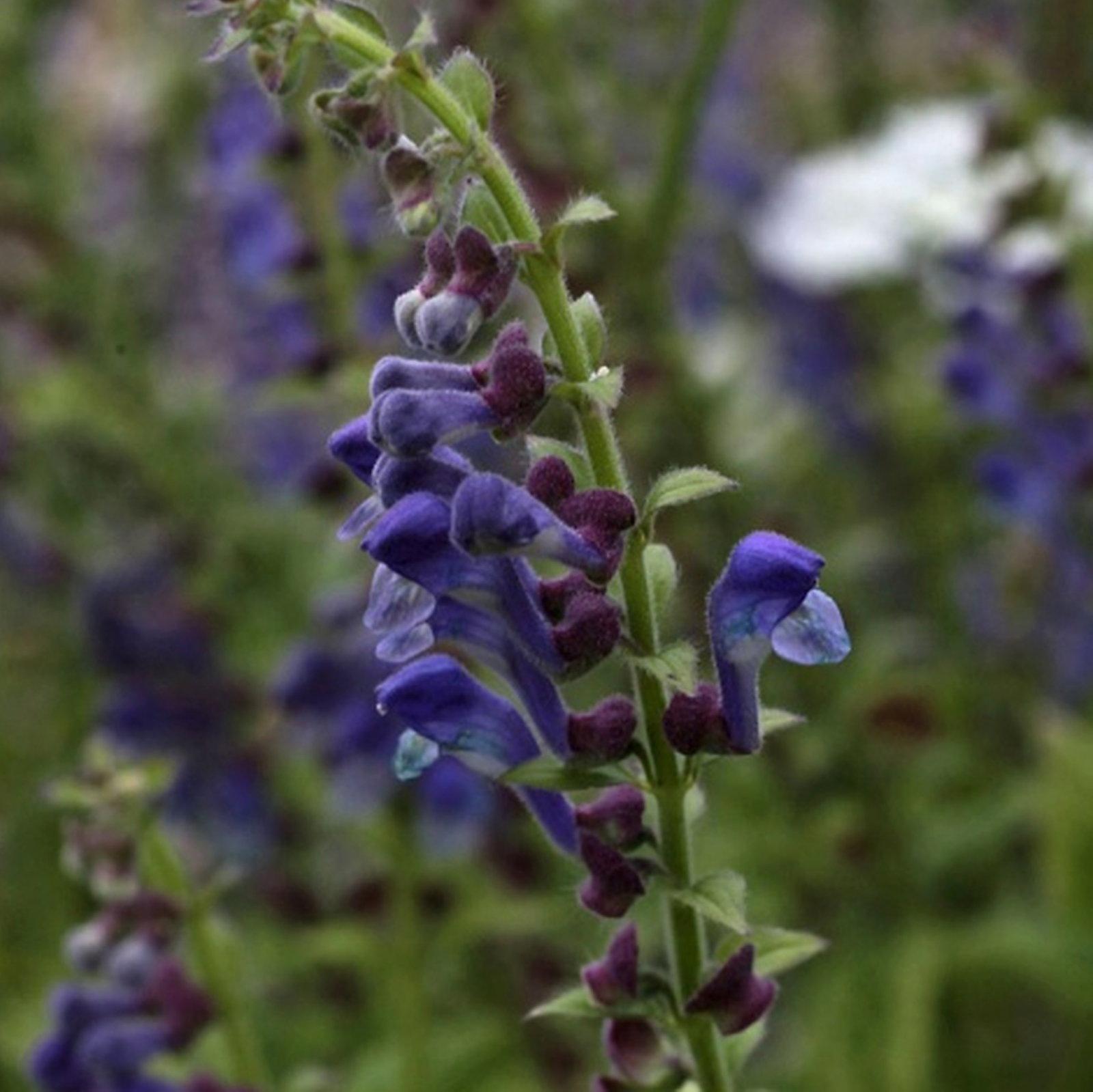 Scutellaria Zhongdianensis