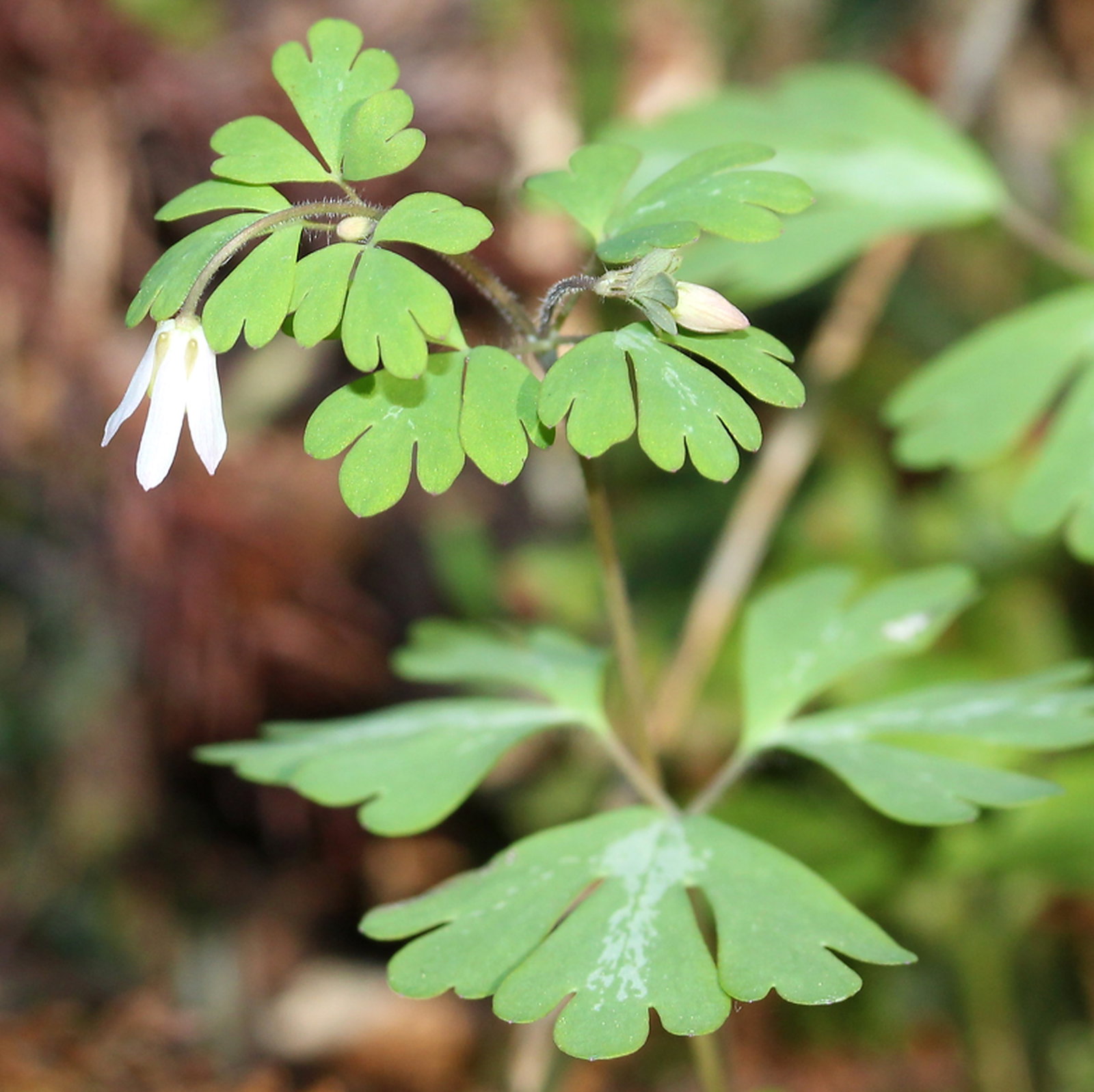 Semiaquilegia Adoxoides Mixed Colours