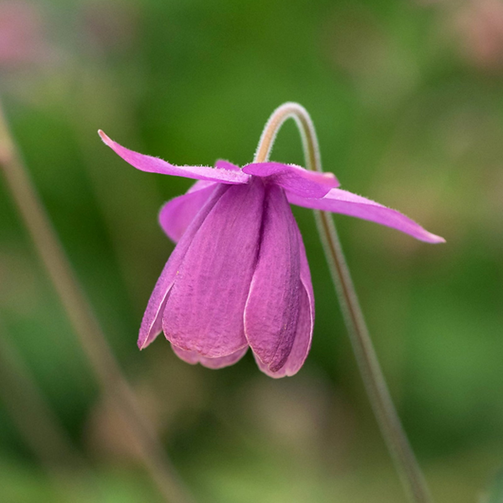 Semiaquilegia Ecalcarata Flore Pleno Mix
