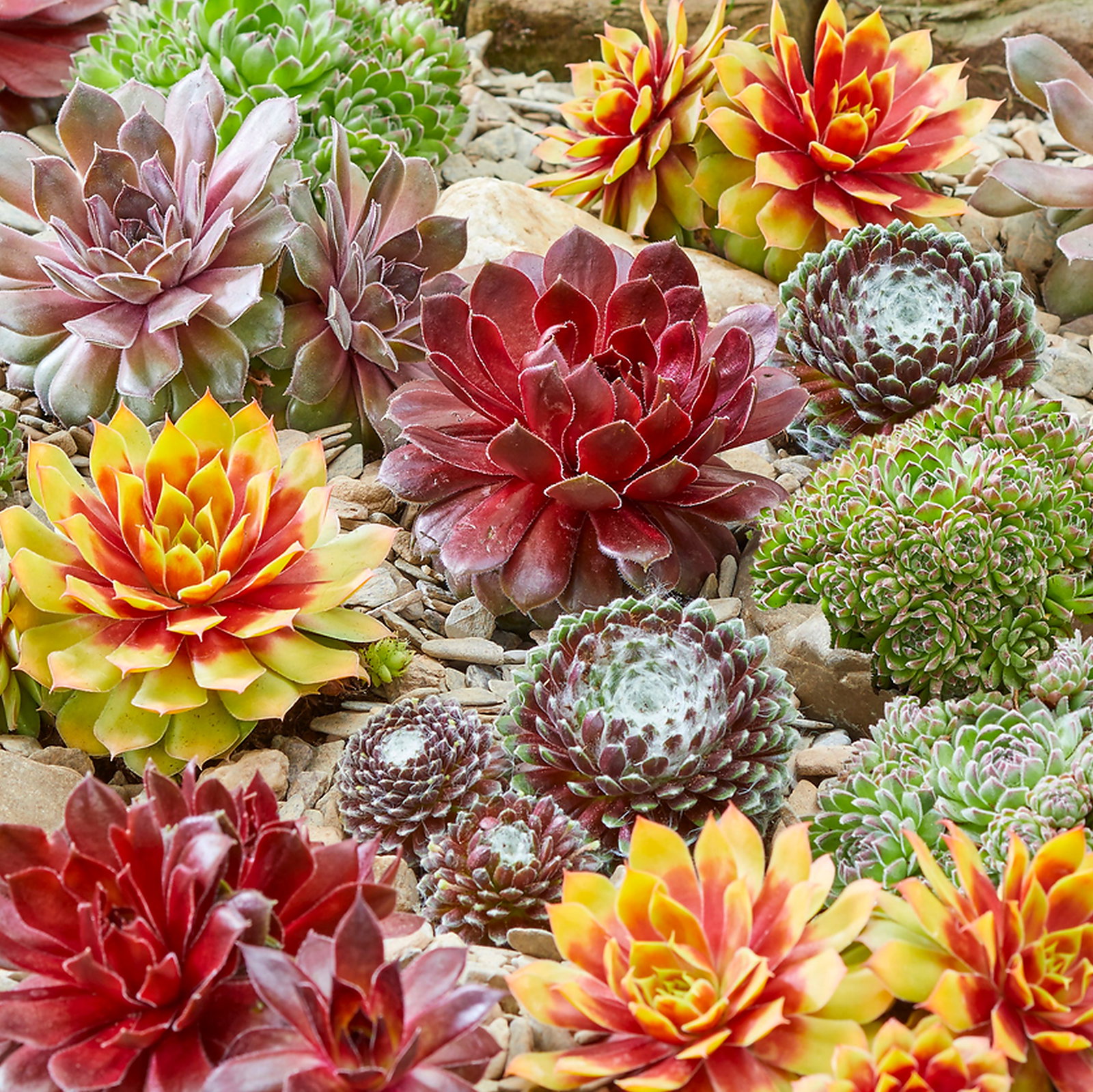 Sempervivum Hybrids Mixture