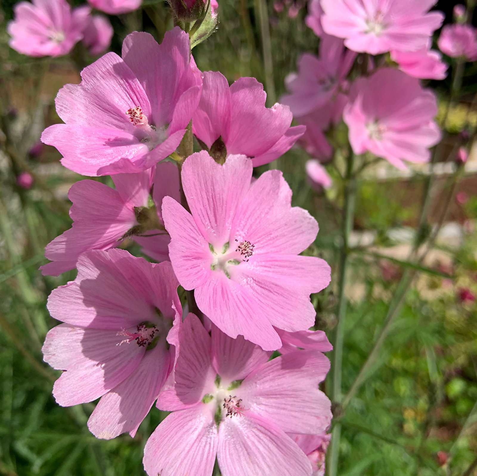 Sidalcea Sussex Beauty