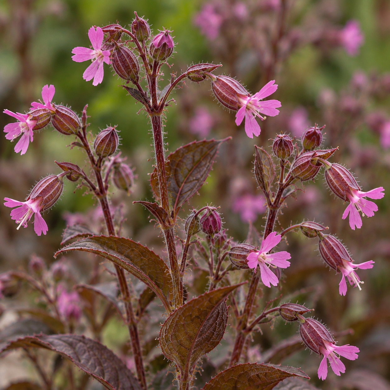 Silene Dioica Bronze Leaf