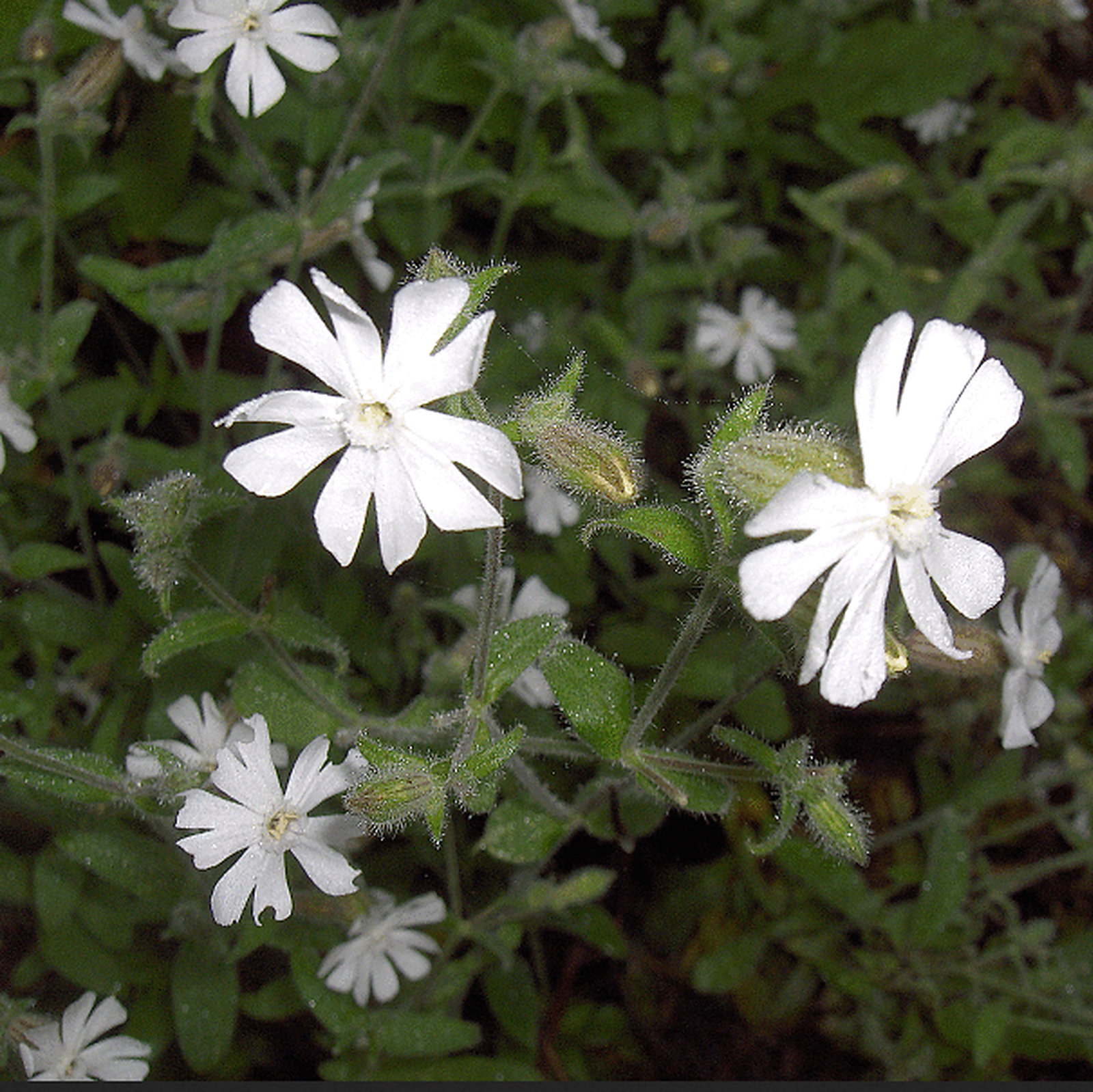 Silene Noctiflora