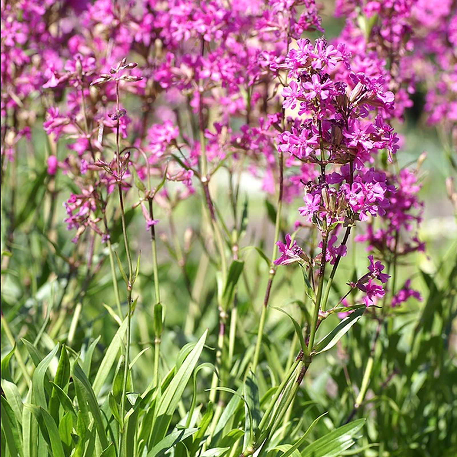 Silene Samojedorum