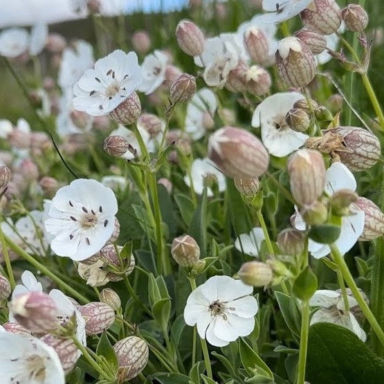 Silene Uniflora Compacta