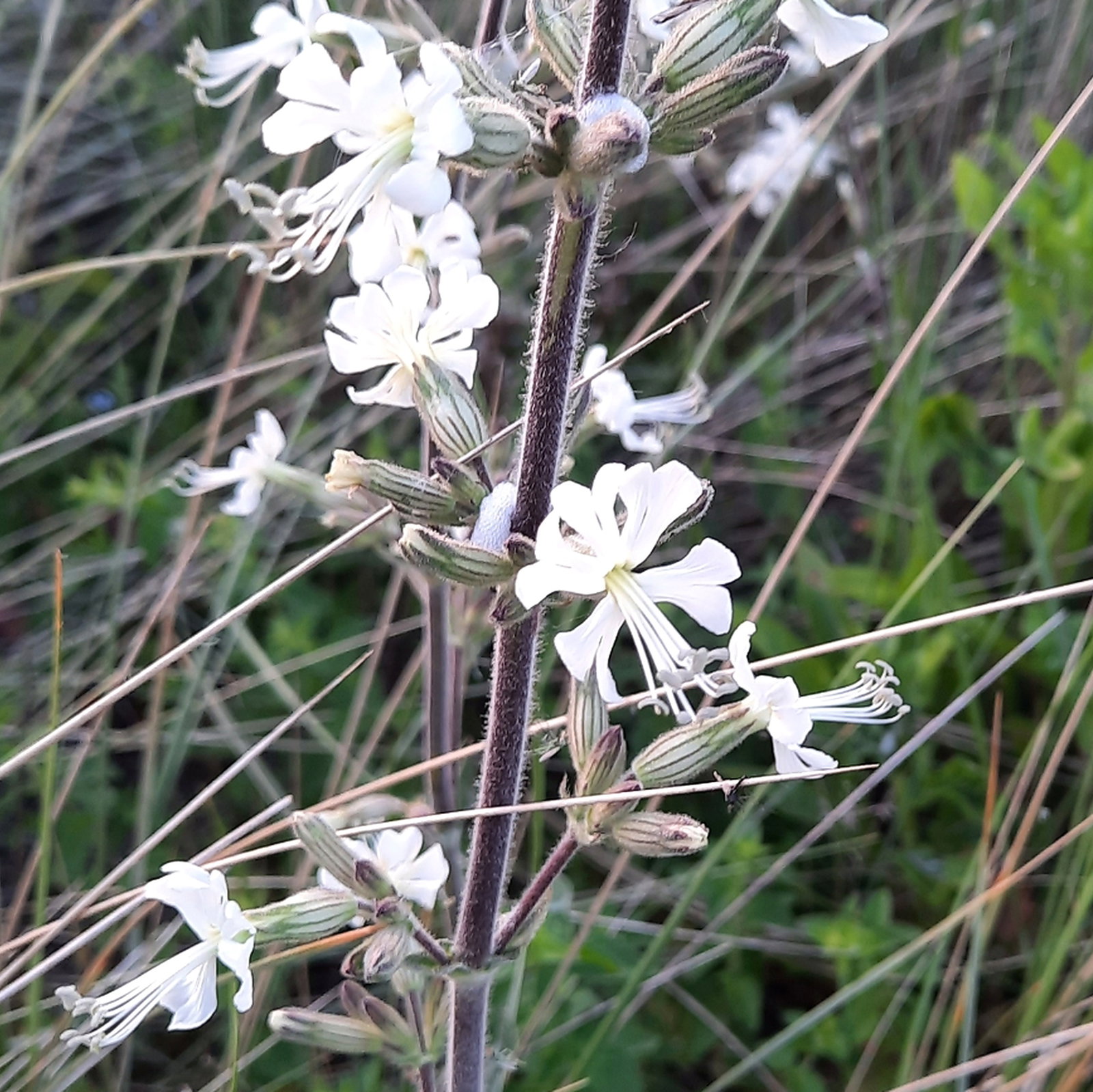 Silene Viscosa