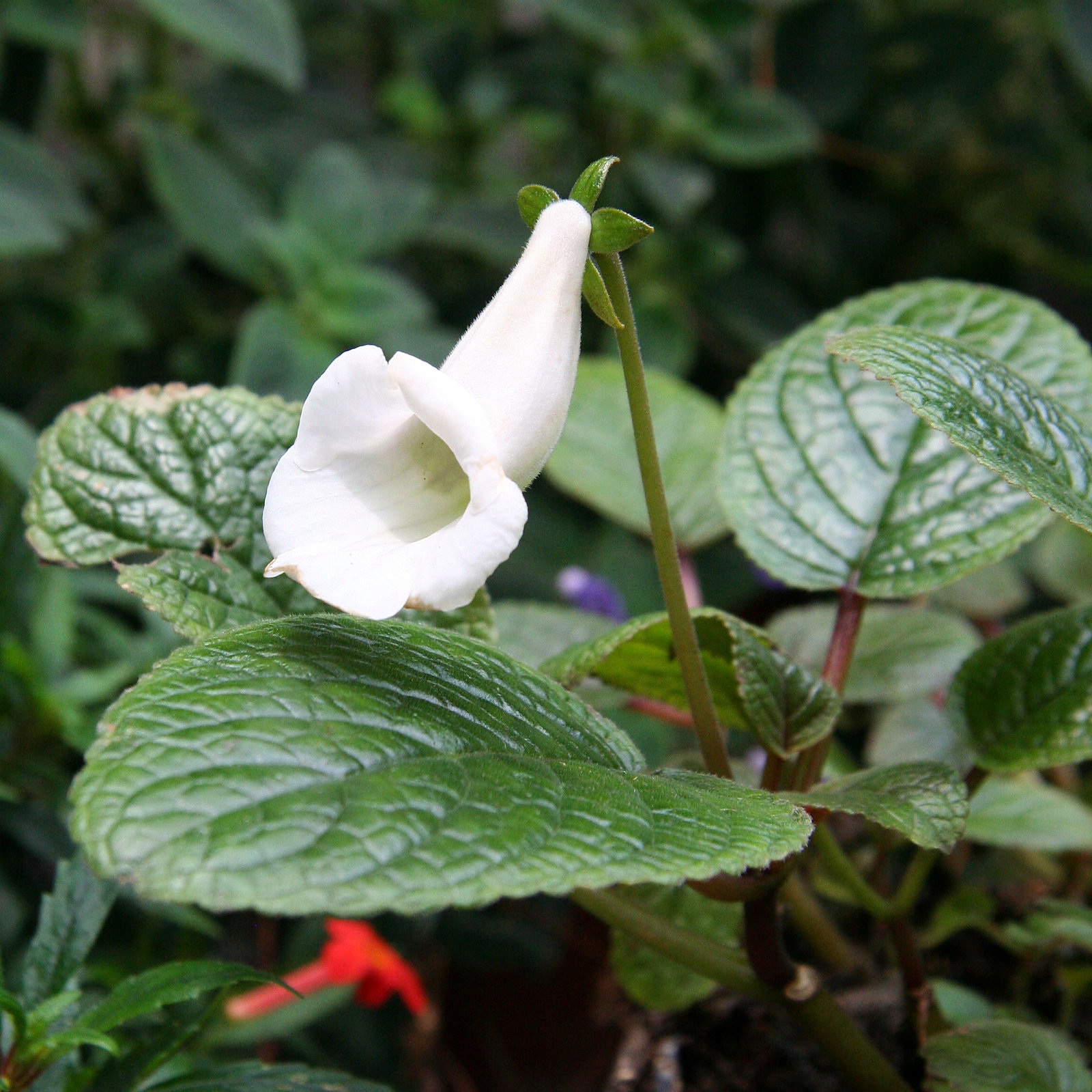 Sinningia Eumorpha