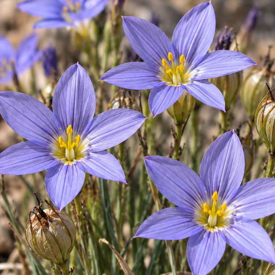 Sisyrinchium Magnicapsulare