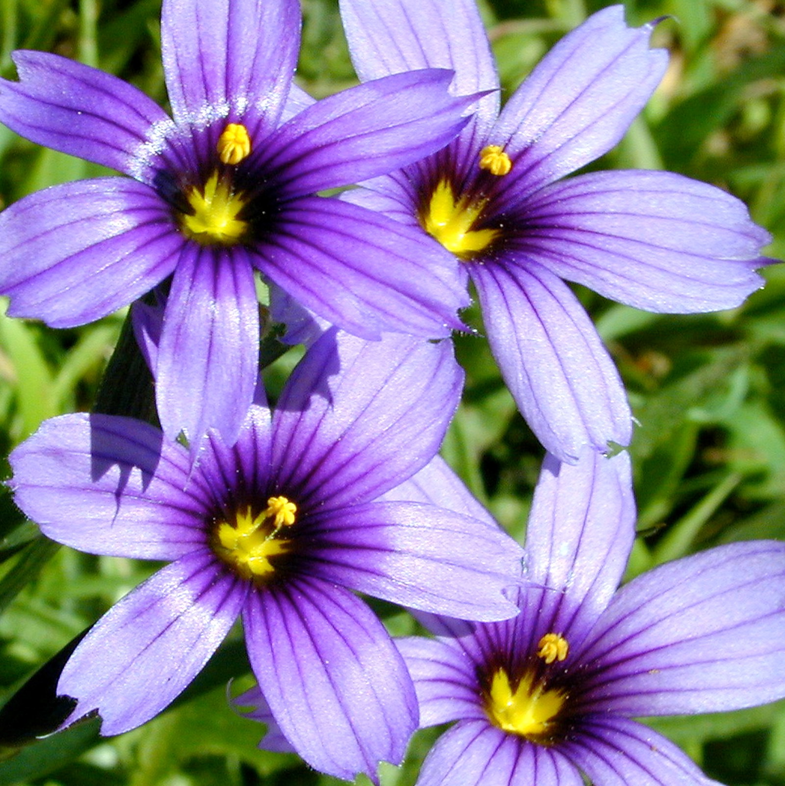 Sisyrinchium Bermudiana