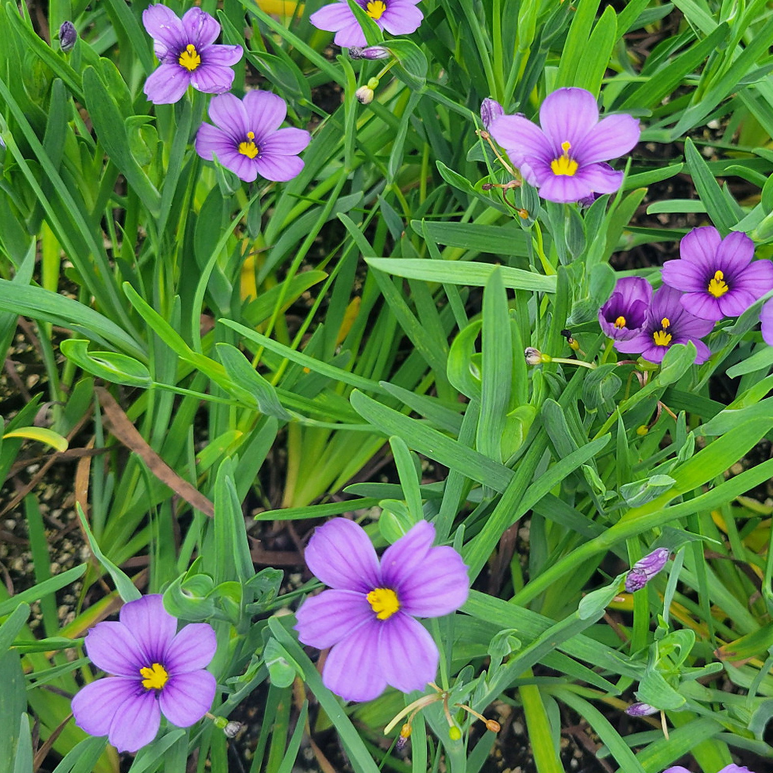 Sisyrinchium Idahoense Var. Bellum 'Rocky Point'