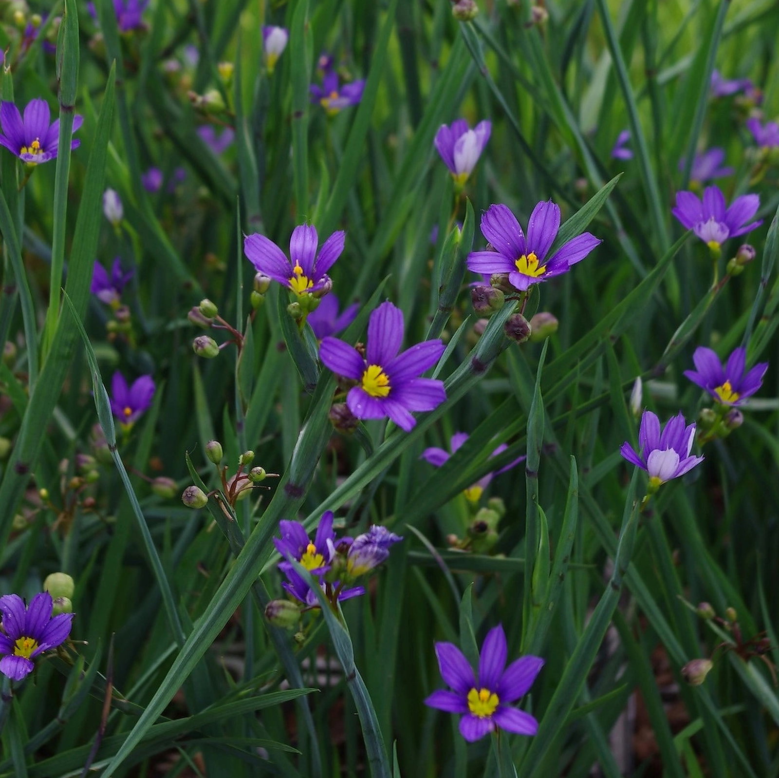 Sisyrinchium Idahoense Var. Macounii 'Moody Blues'