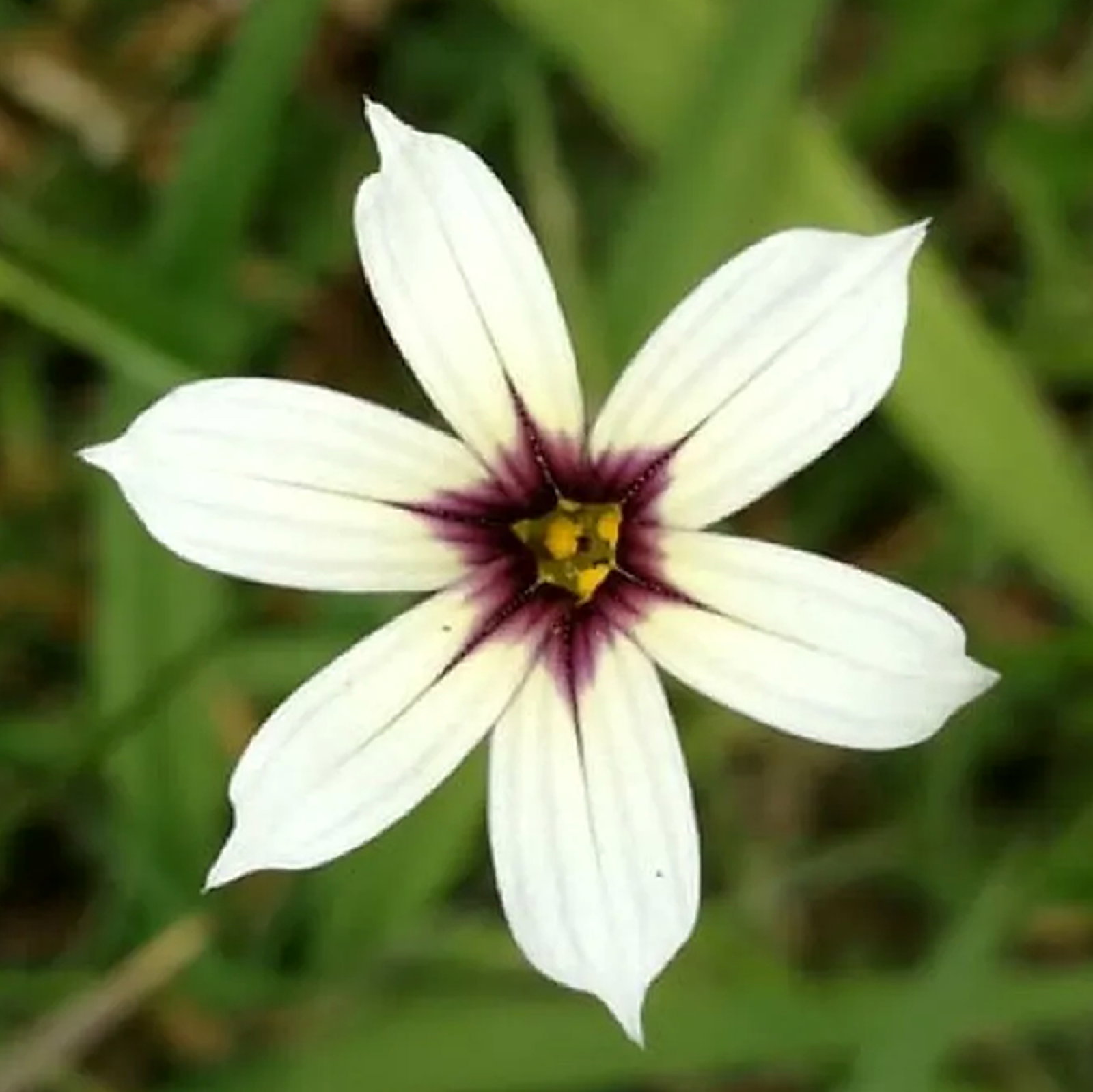 Sisyrinchium Micranthum