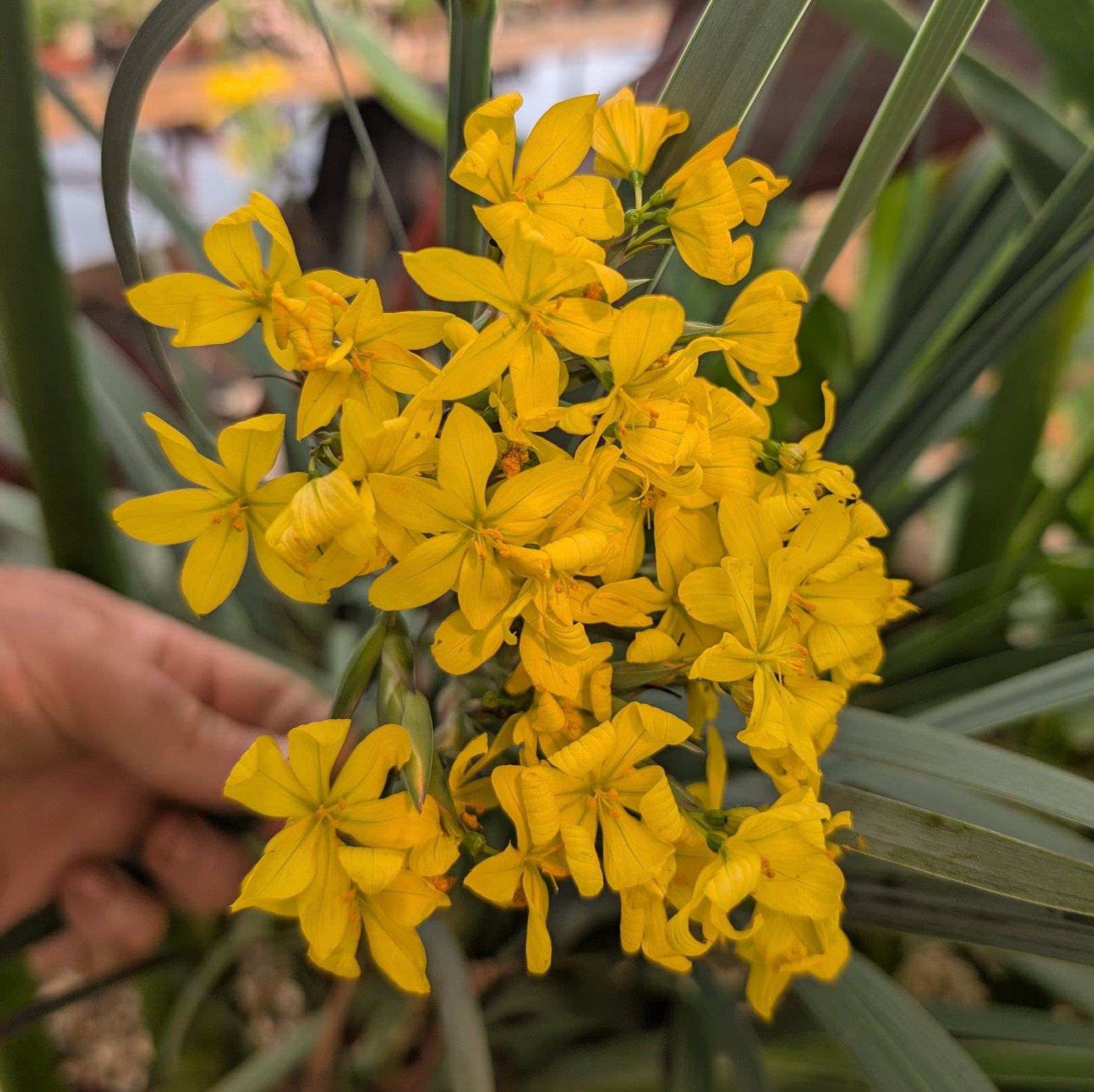 Sisyrinchium Palmifolium
