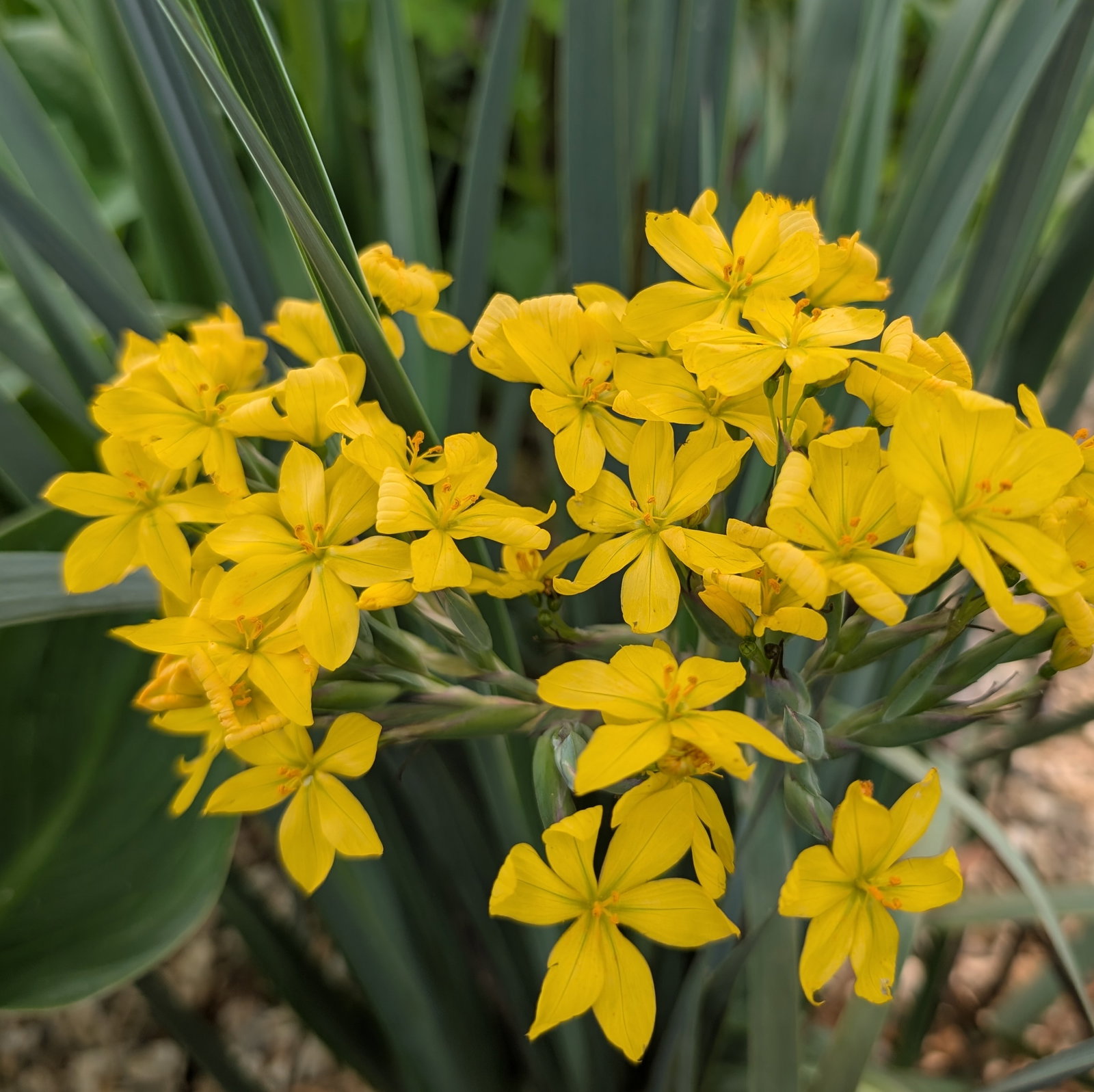 Sisyrinchium Palmifolium